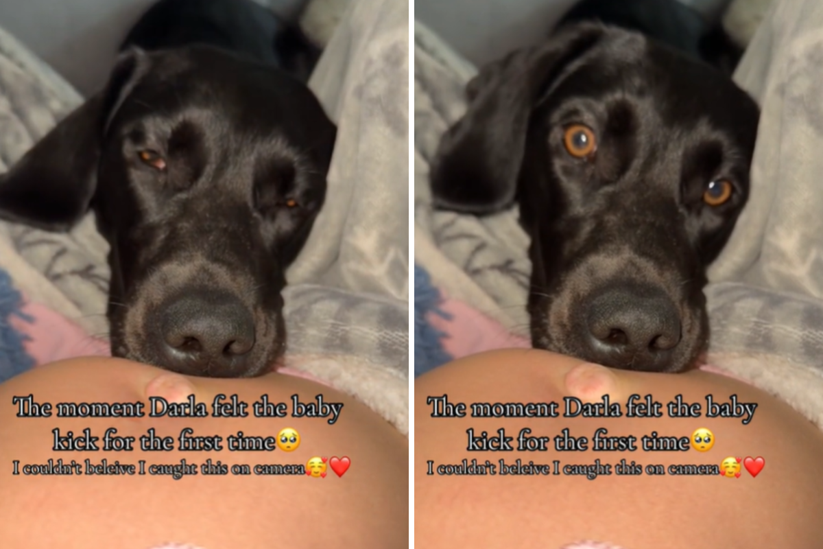 Dog feels baby kick for first time