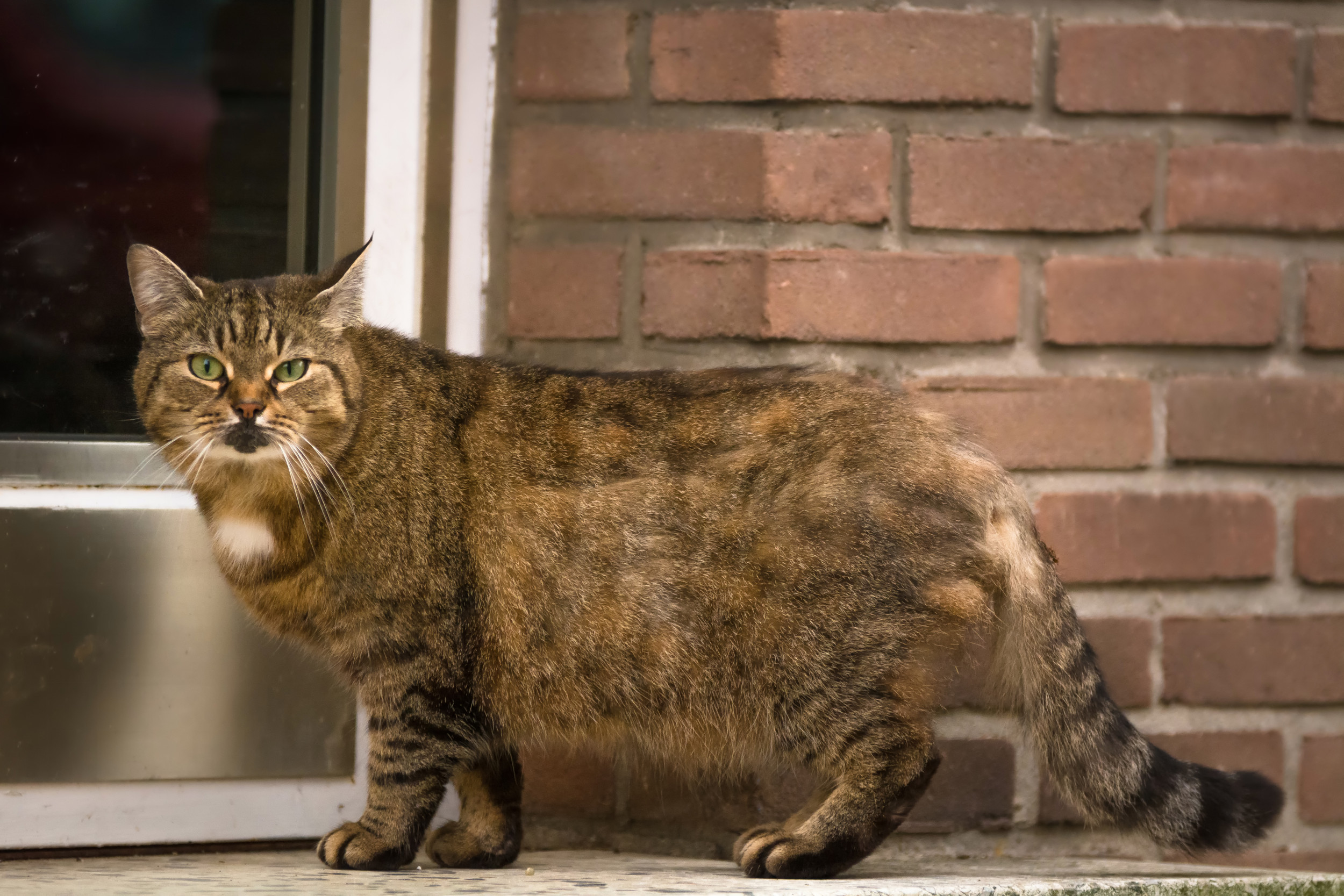 Stray cat learns woman’s work schedule, then waits to be fed