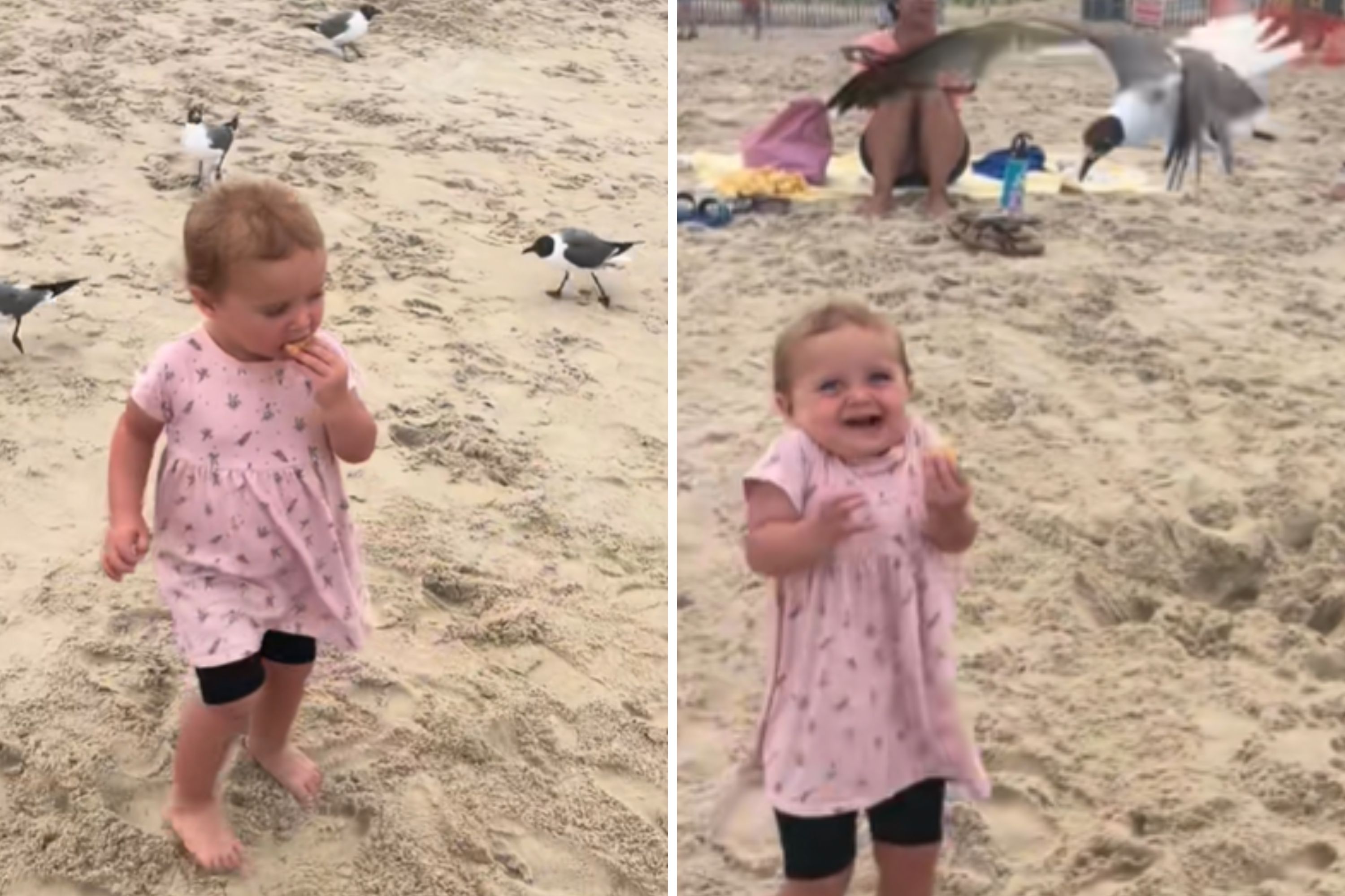 Toddler’s Funny Lesson: Never Share Snacks with Seagulls!