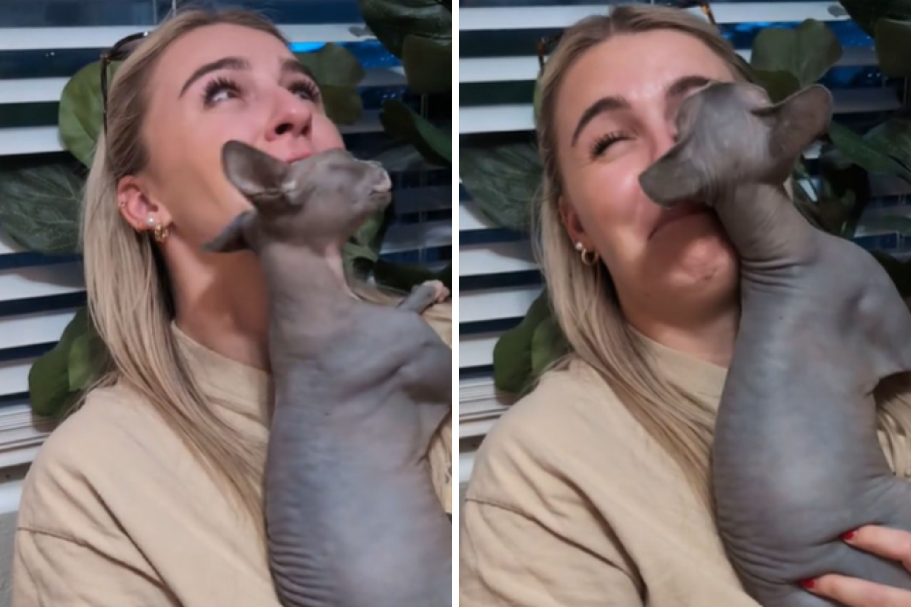 “Dog Lover Faces Dilemma as Hairless Cat Steals Her Heart”