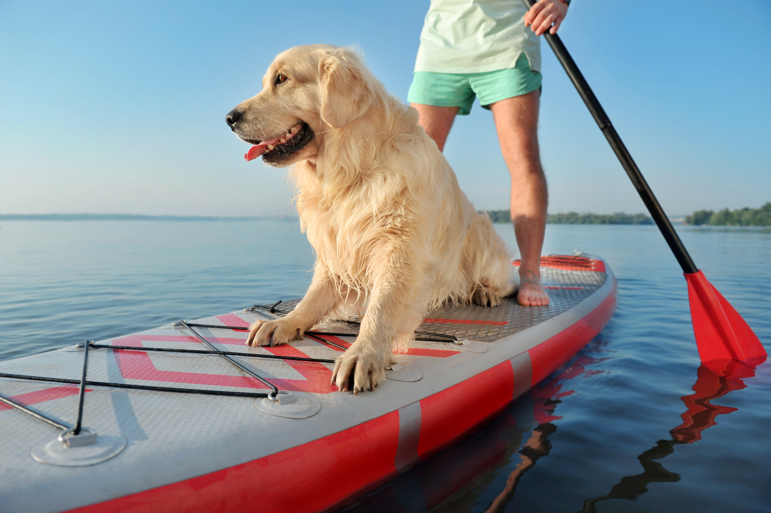 Video showing owner teaching dog to paddleboard goes viral