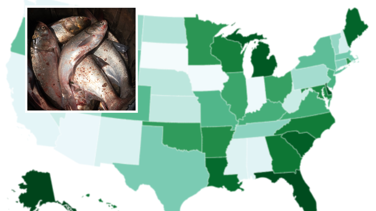 Fall Fish Range Map Location Of Fish In The United States Walleye Fishing In The United