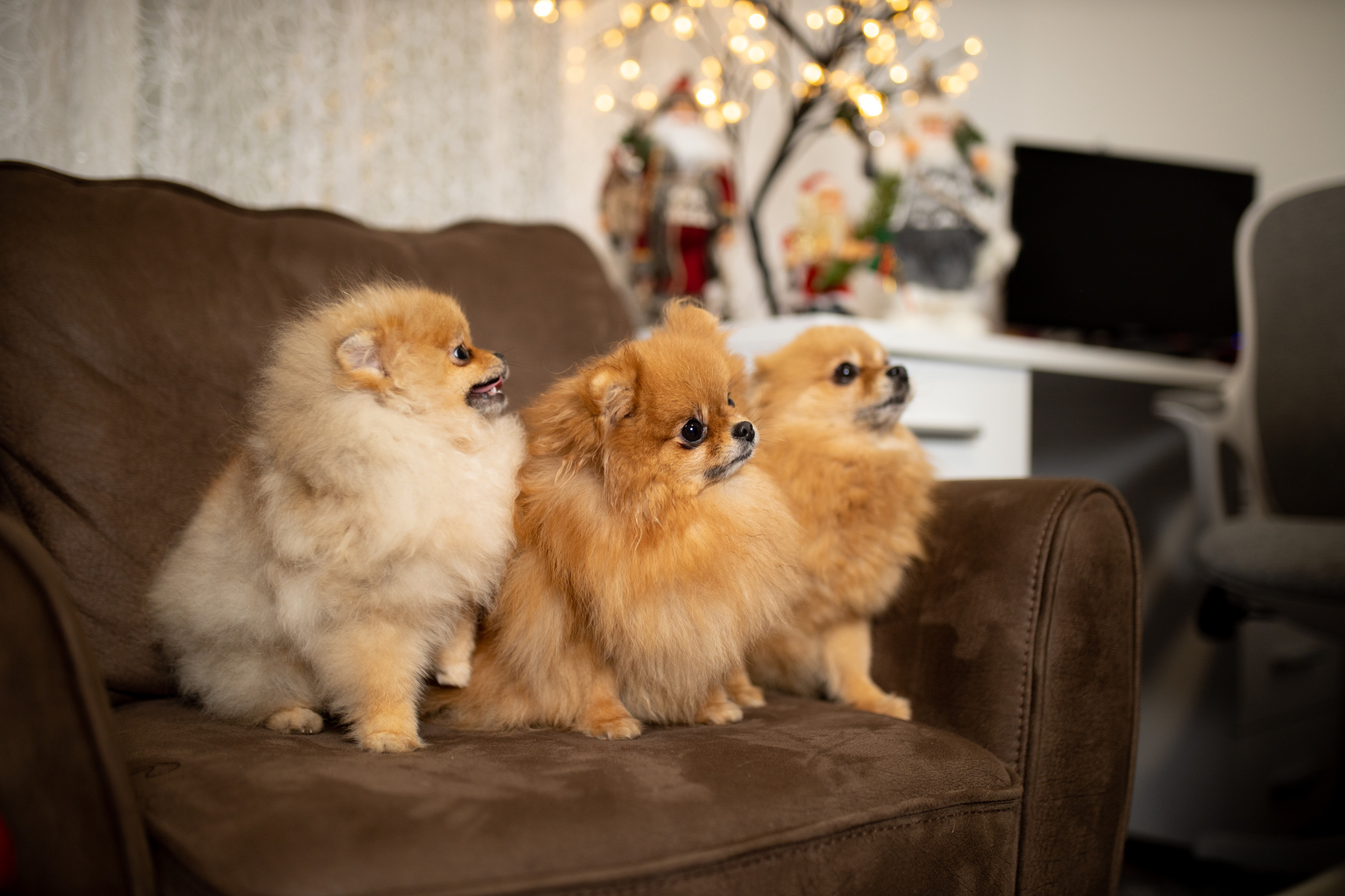 Pomeranian Drama: How Five Furry Friends React When Dad Hits the Door!