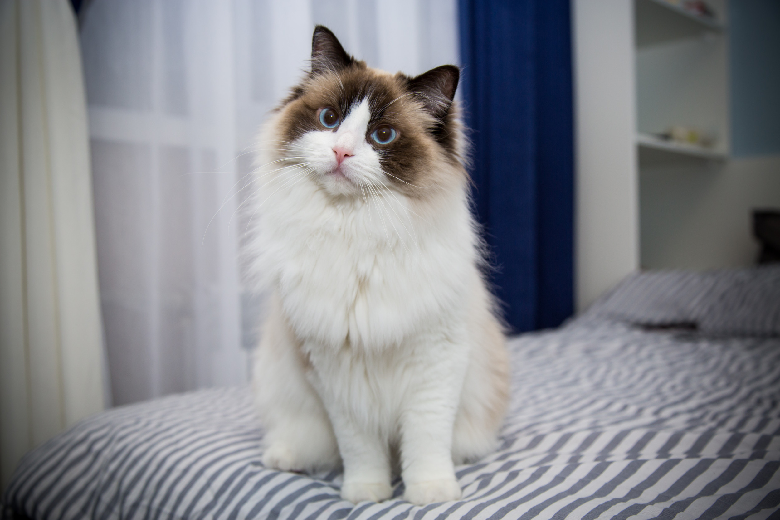 Ragdoll Cat Responds to ‘Screaming Kids’ Thinking They’re Meowing!