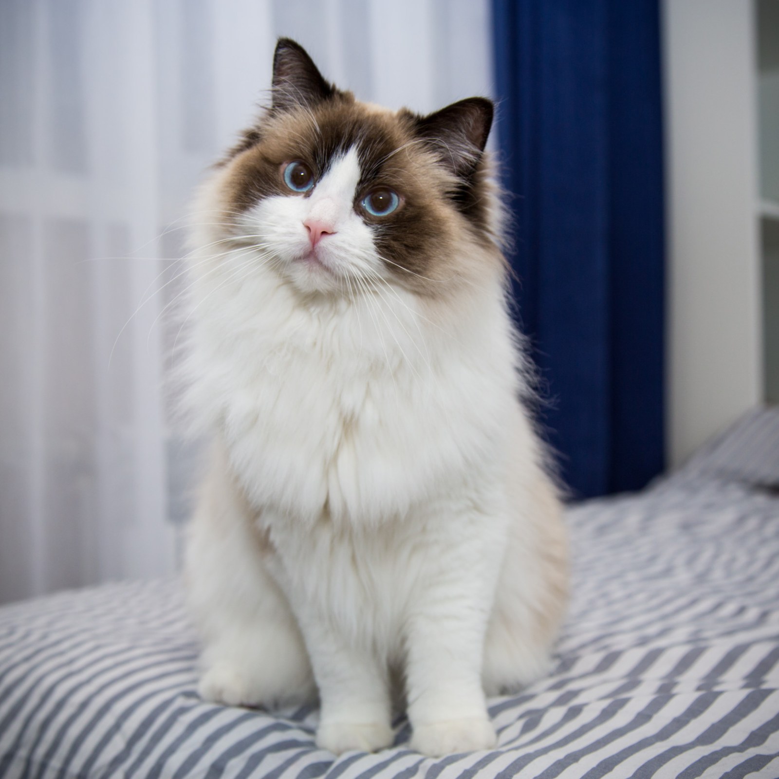 Q Ragdoll Gato Ragdoll 7,000+ Ragdoll Cat Stock Photos, Pictures & Royalty Free