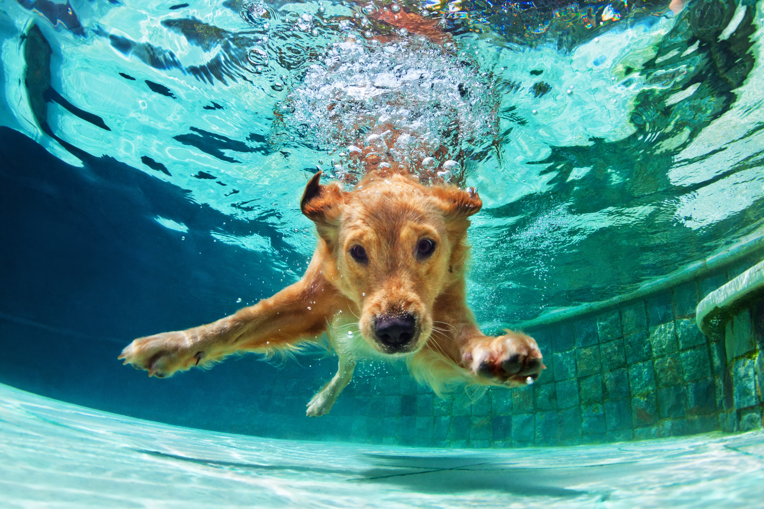 Labrador fashion swimming pool