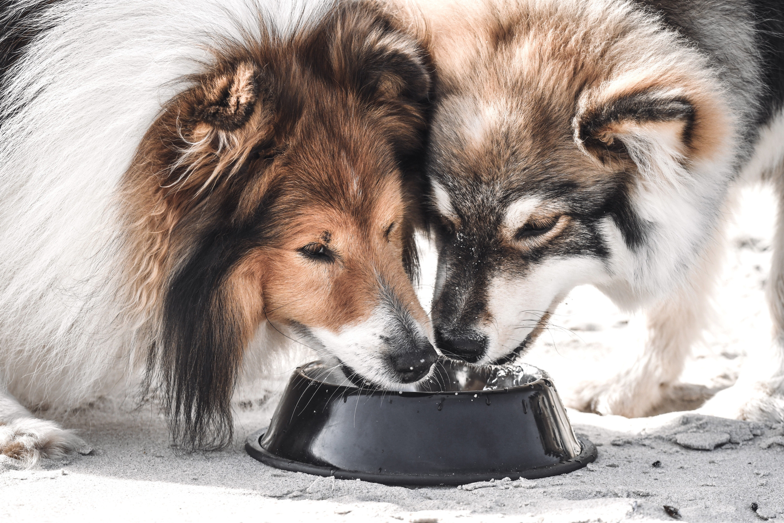 Dogs drinking bowls best sale