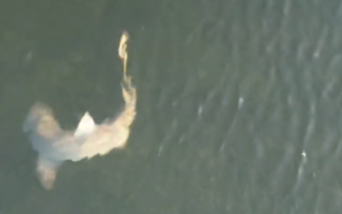 Woman Convinced Shark She Was Filming by Drone Sent Her a Message