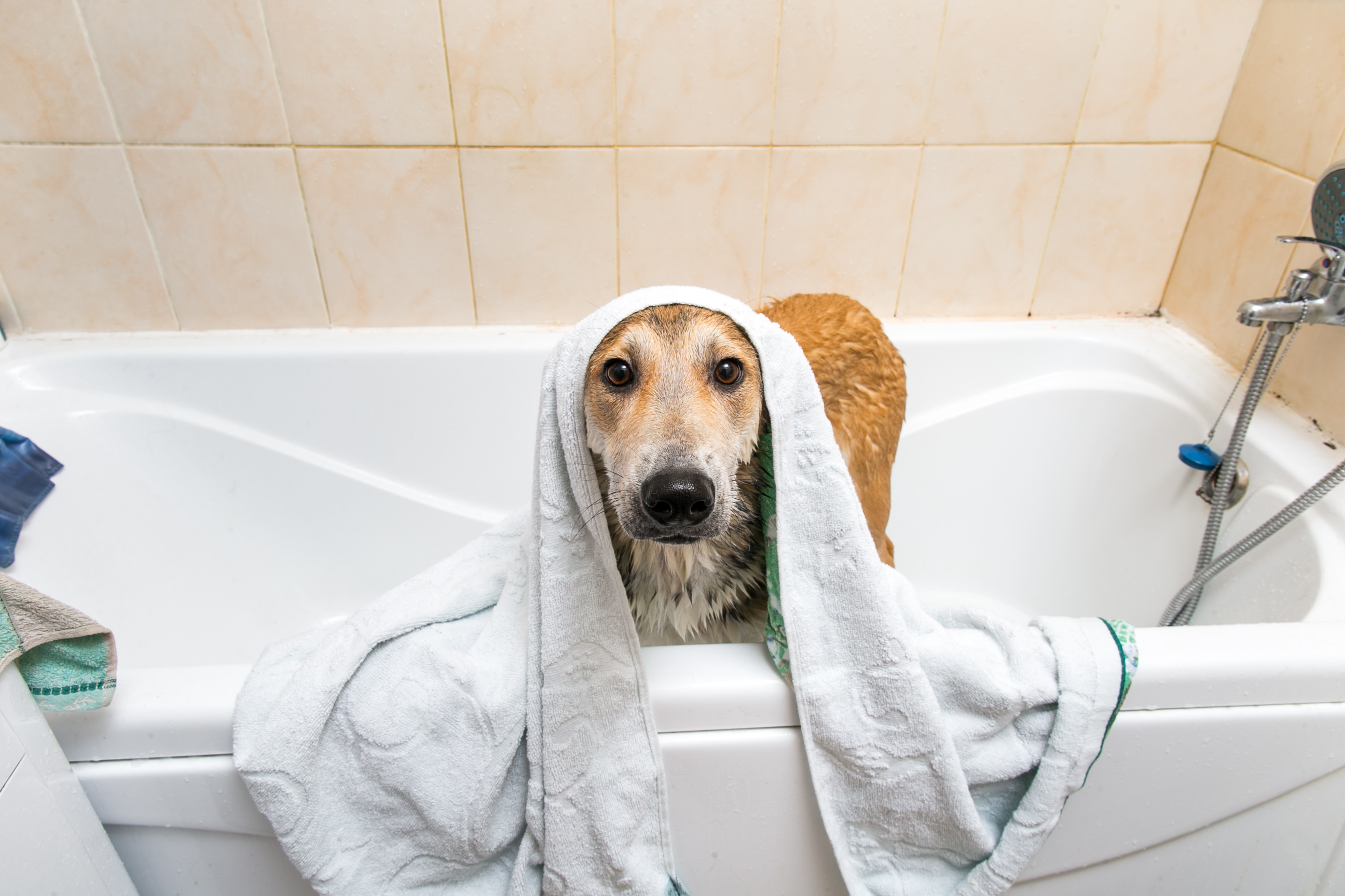 Dog's 'Award Winning' Bath Time Tantrum Causes Hysterics Online - Newsweek