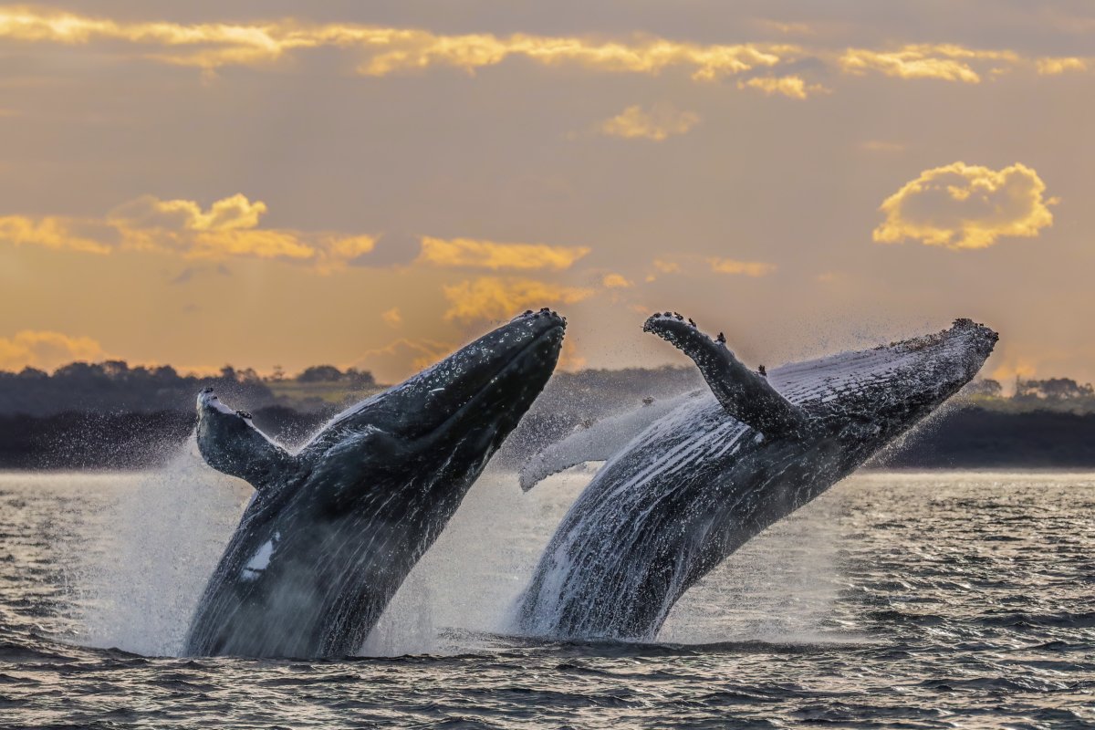 humpback whales