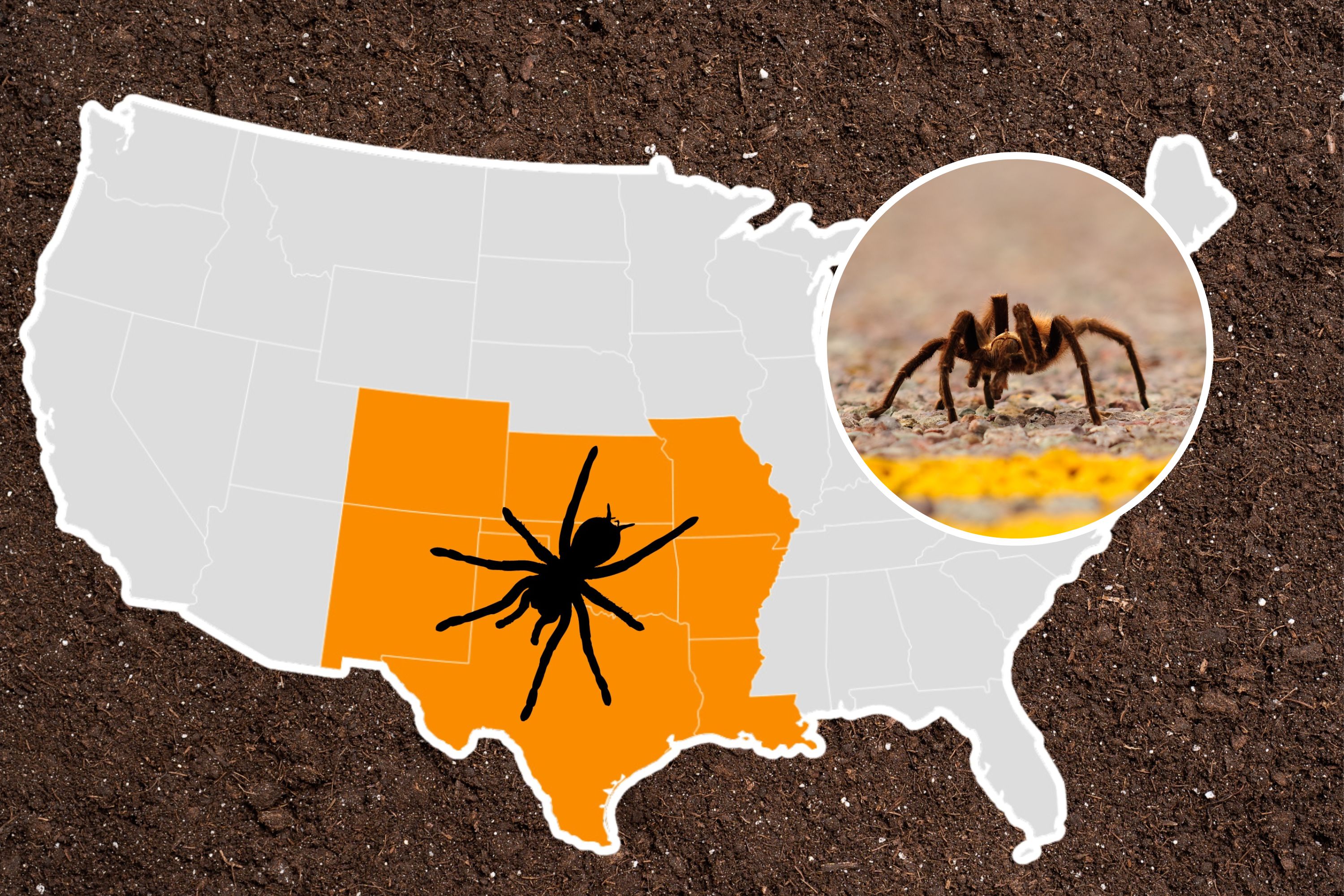 Tarantula warning for eight states: What you need to know