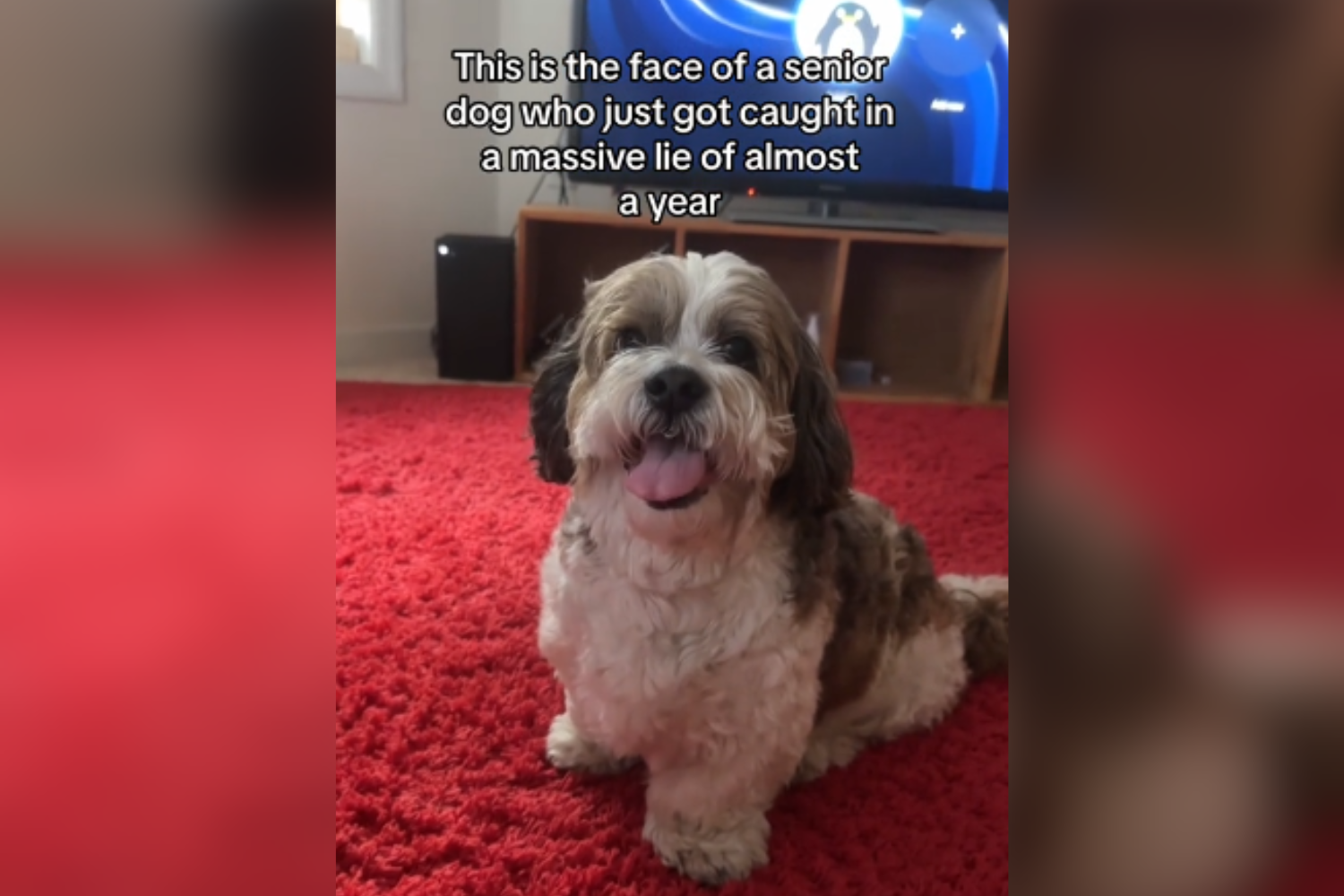 Revealing the Truth: A Year Later, the Laughter Behind the Senior Dog’s ‘Big Secret’