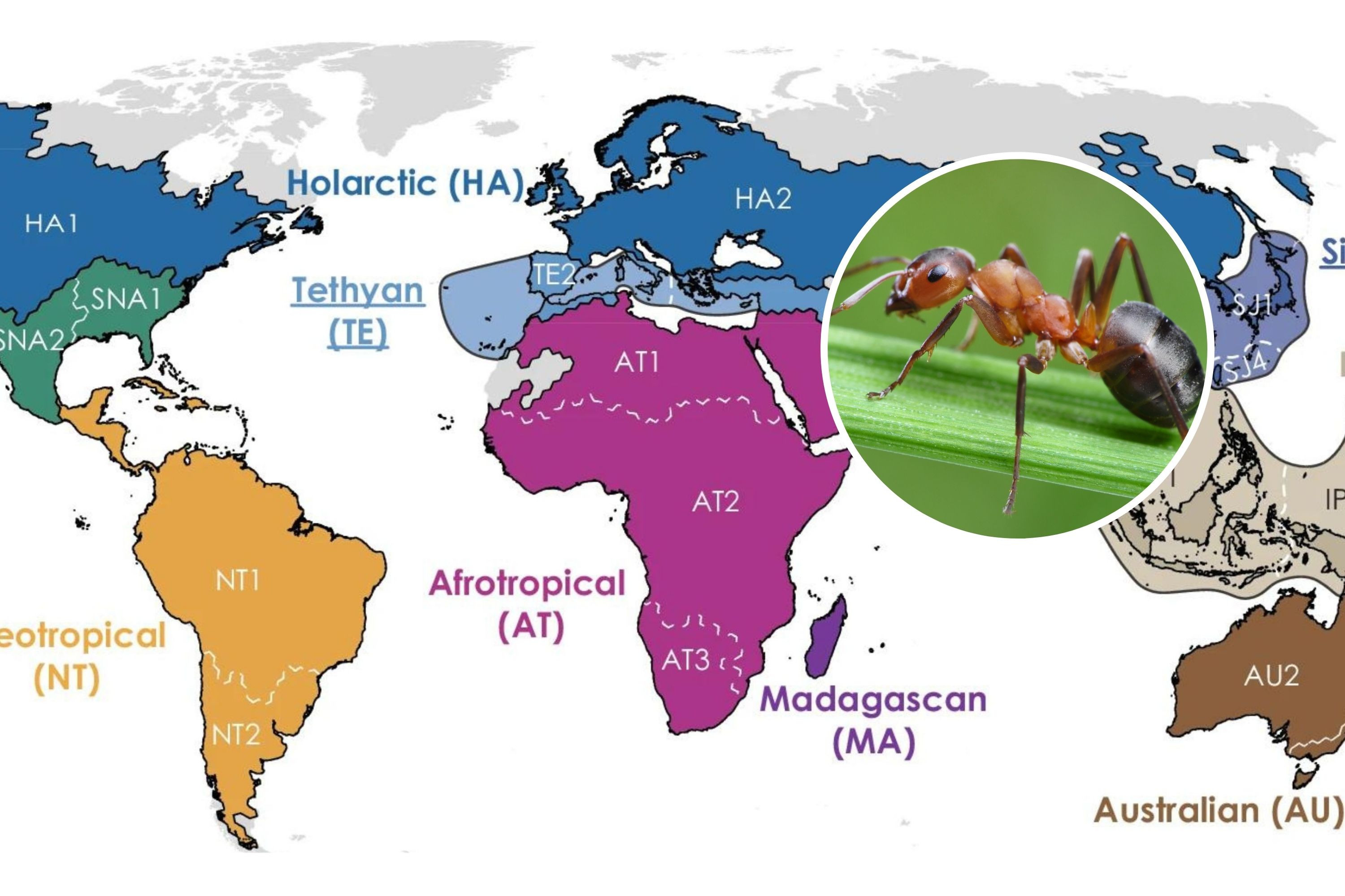 Discover the Nine Global Realms of Ants: A Fascinating Map Unveiled