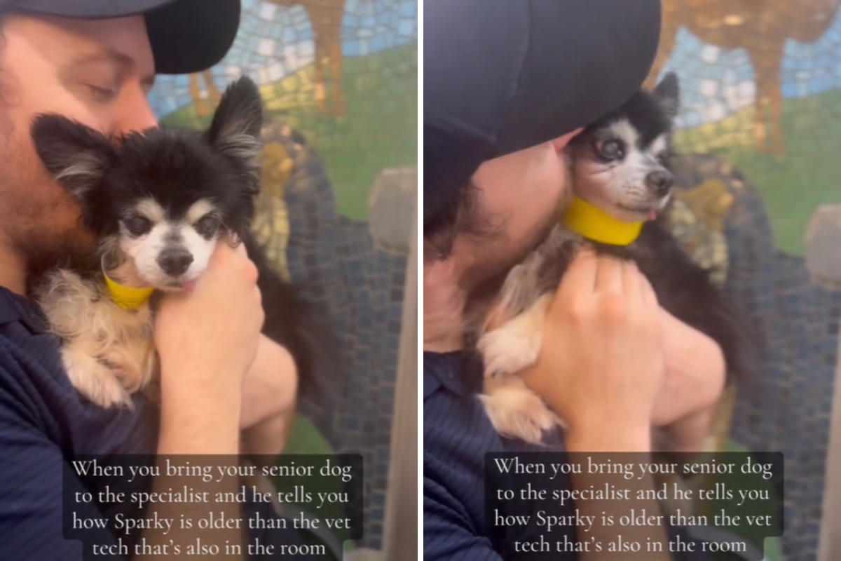 dog older than vet