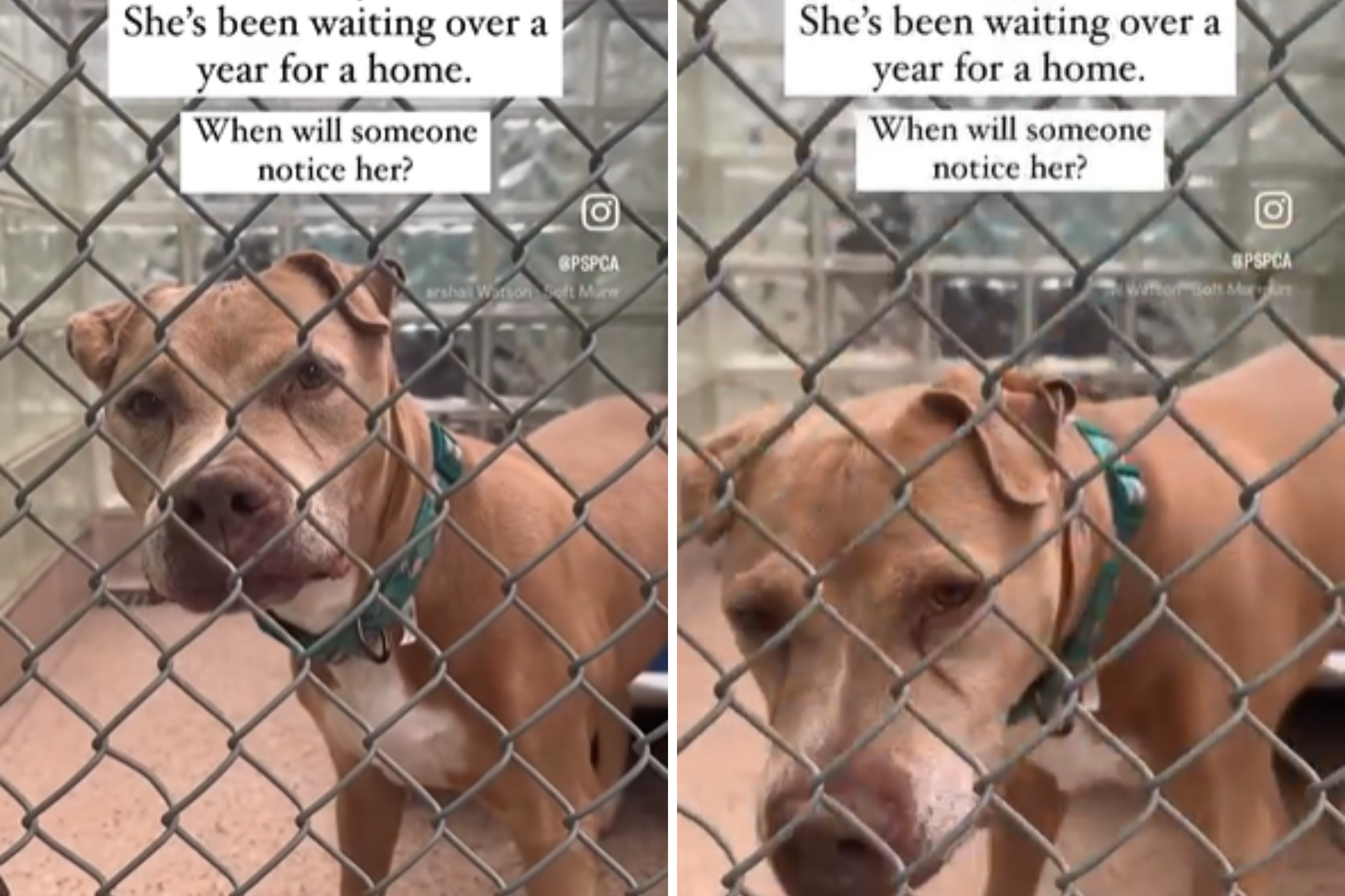Senior Dog Surrendered at 13 Finally Finds Forever Home One Year Later