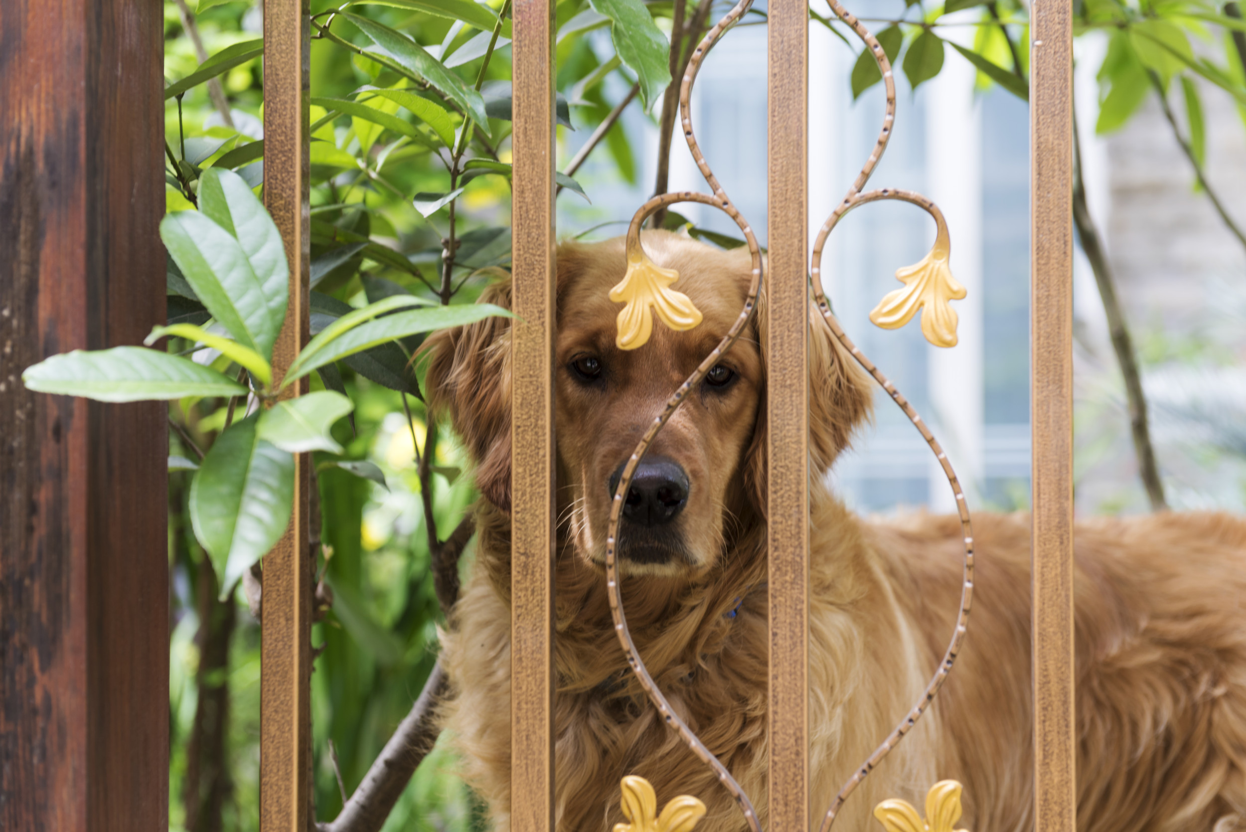 Mystery at the Gate: Dog Owner Sets Up Camera to Uncover the Escape Artist Secrets