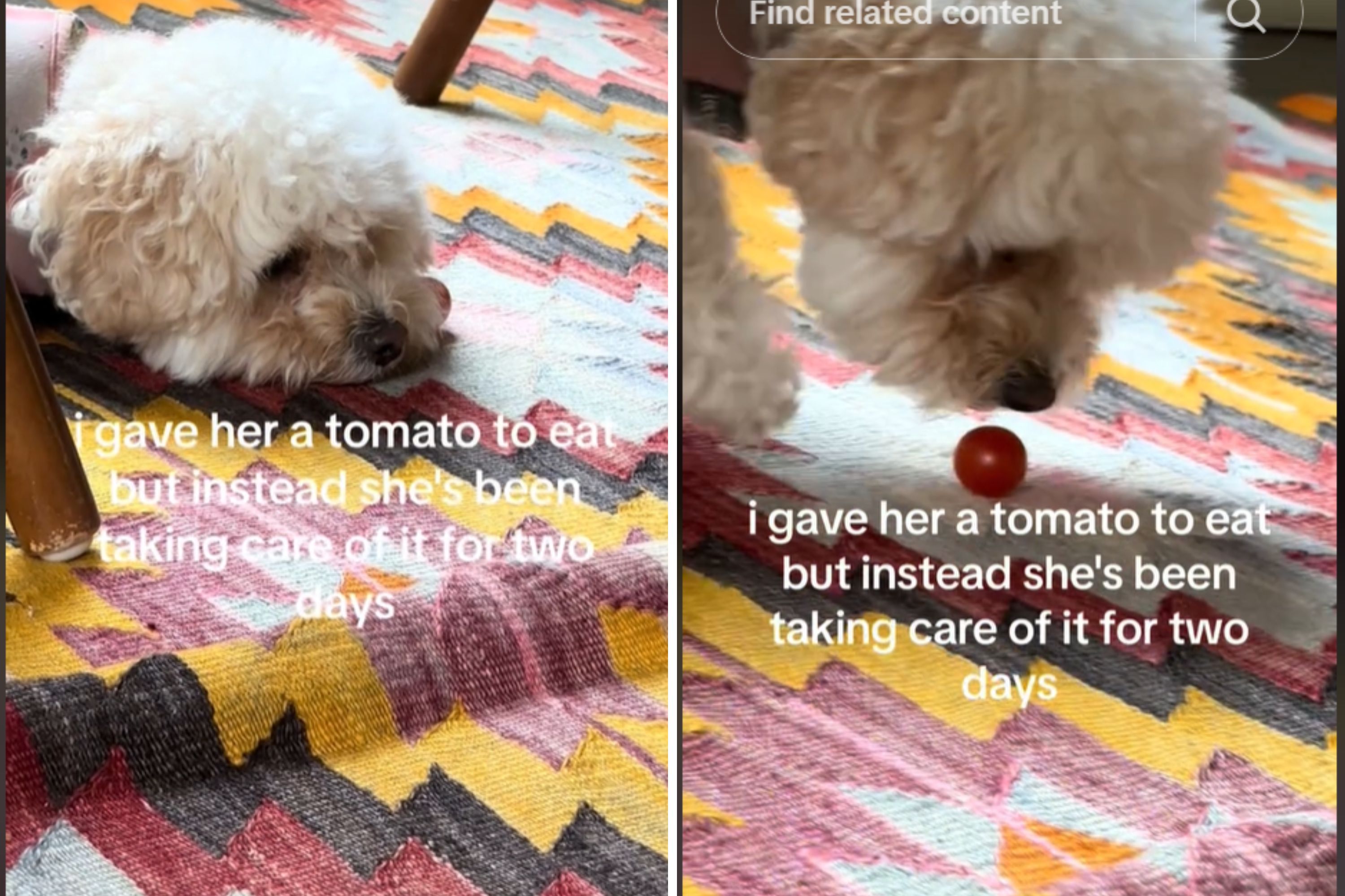 Dog vs. Tomato: You Won’t Believe What Happened Next!