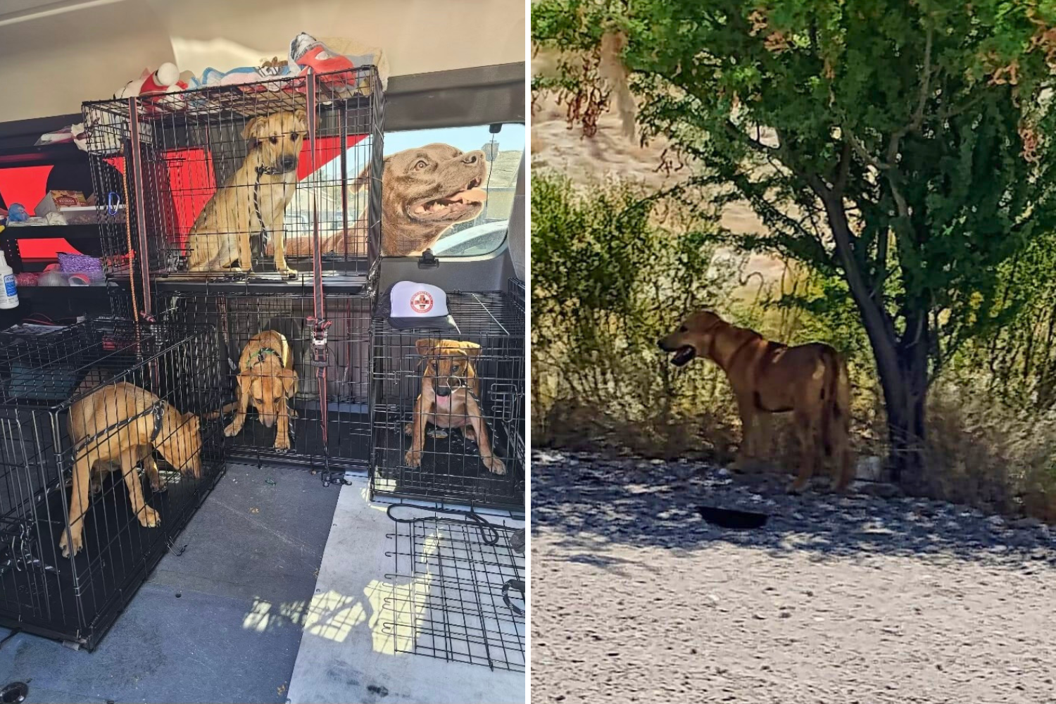 Puppies had to eat rocks to survive – rescued from the Las Vegas desert