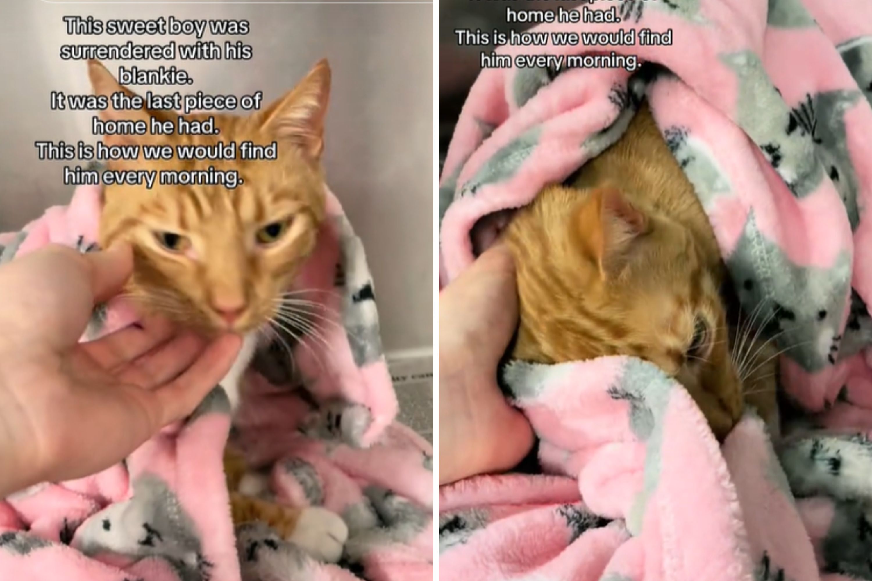 Cat given away with blanket refuses to let go of “last piece of home”