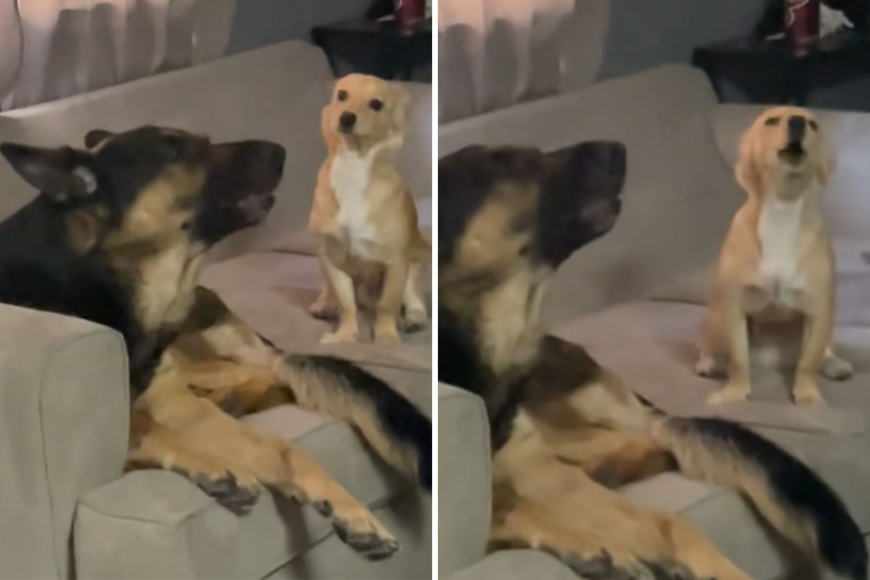 Watch a German Shepherd teach his puppy brother to howl: “Fast learner”