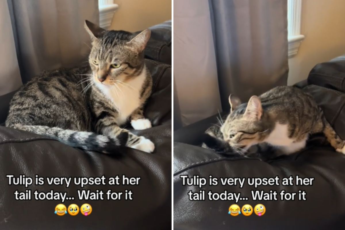 Tulip the cat