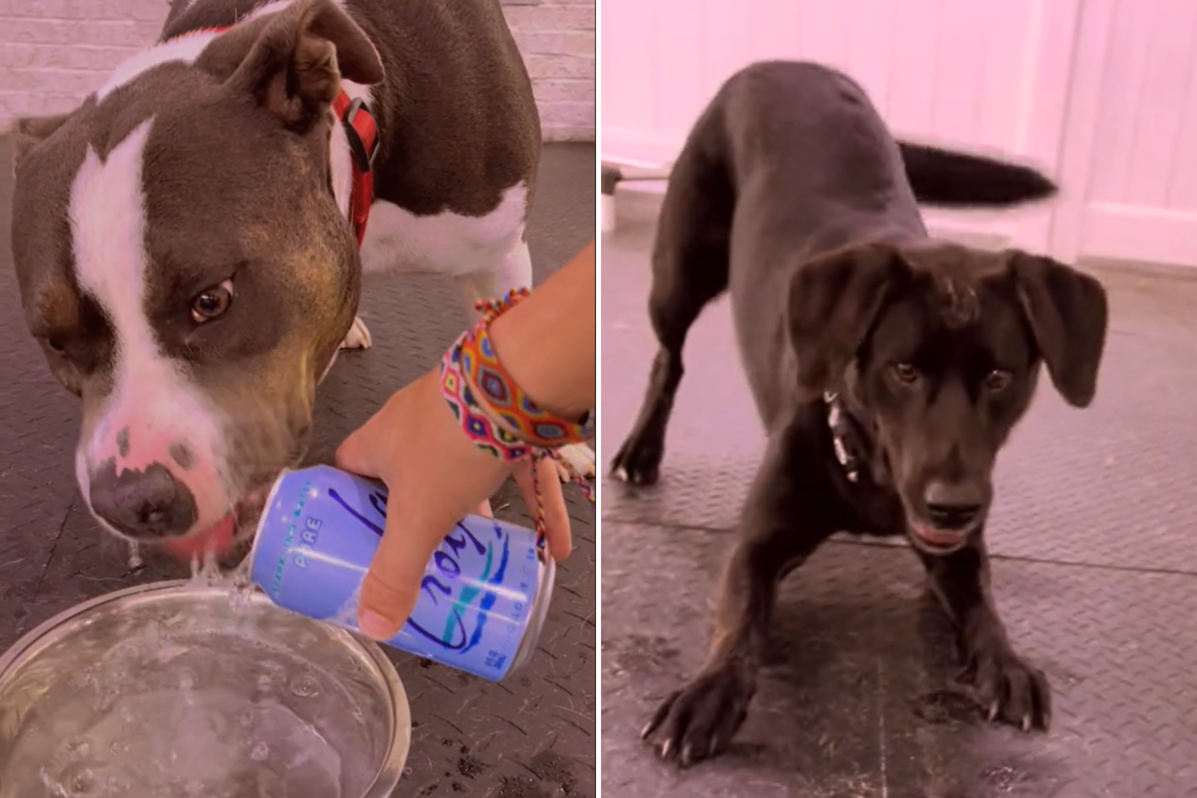 Dogs in daycare try sparkling water – their reactions are crucial