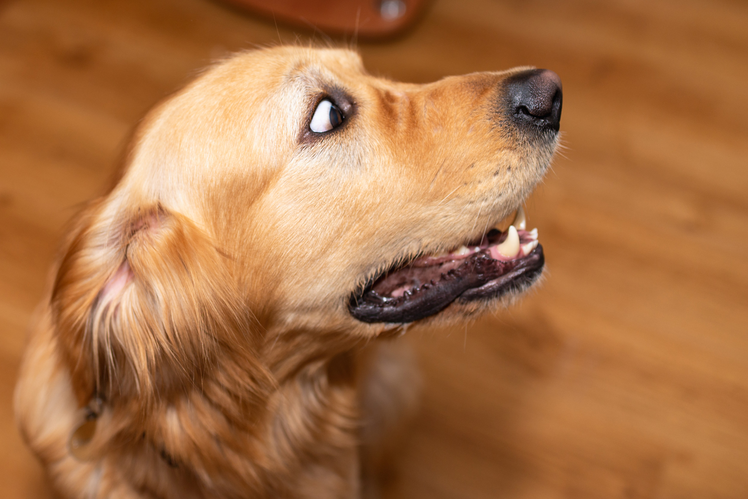 Hilarious List of What Terrifies Golden Retrievers That Left the Internet Laughing