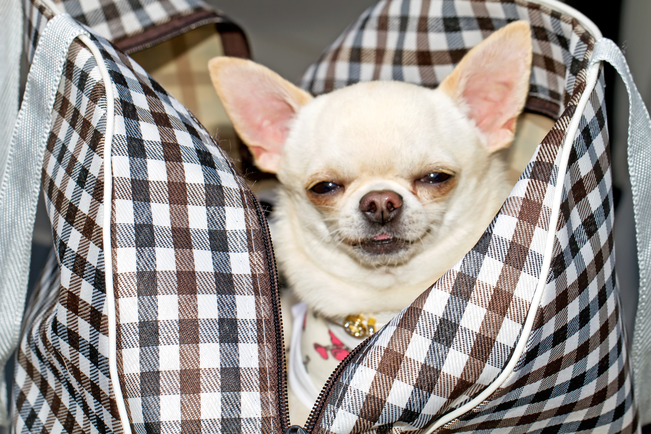 Charming Chihuahua Steals the Show in Adorable Handbag Heist Video!