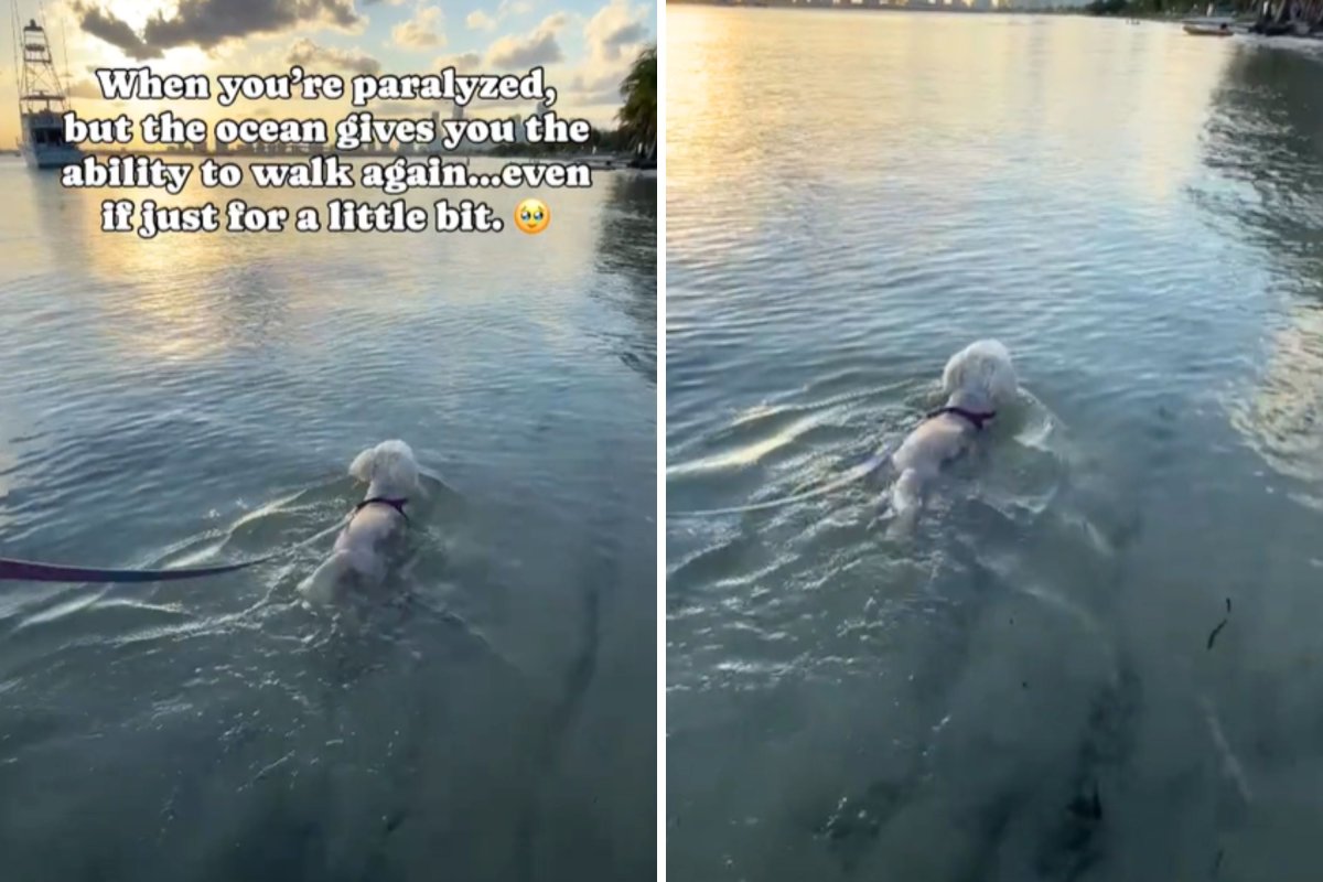 Paralyzed dog walks in water