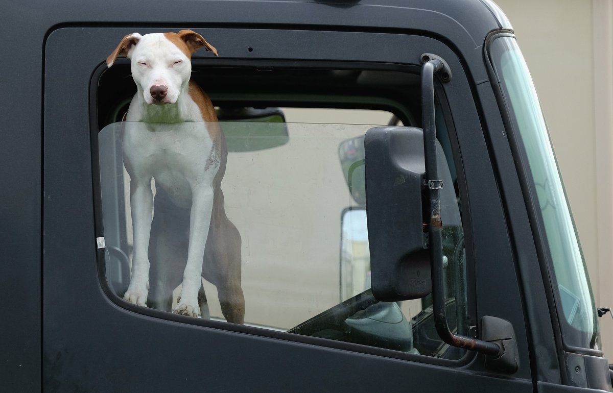 Dog