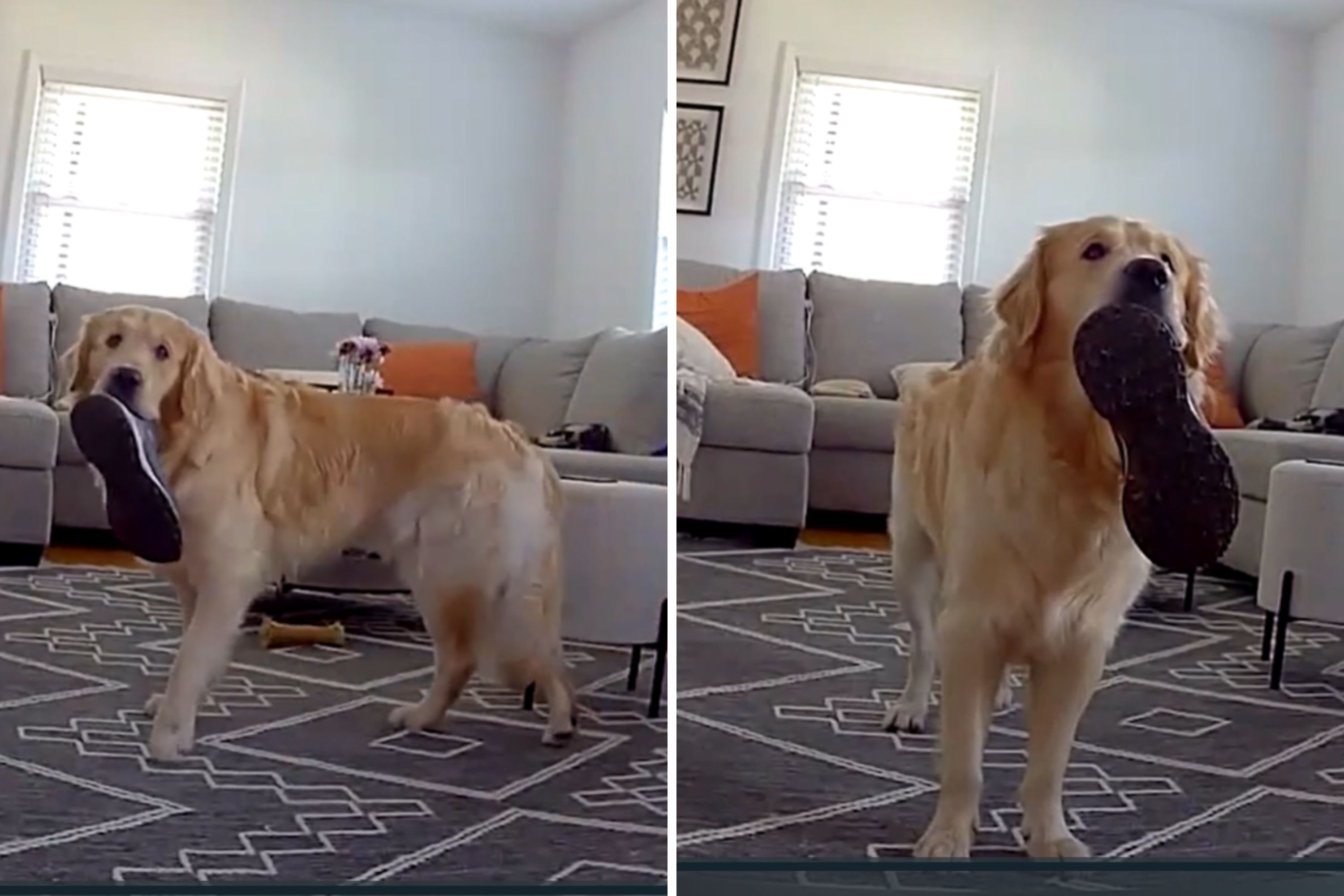 Golden Retriever’s Hilarious Reaction to Watching Its Favorite TV Show!