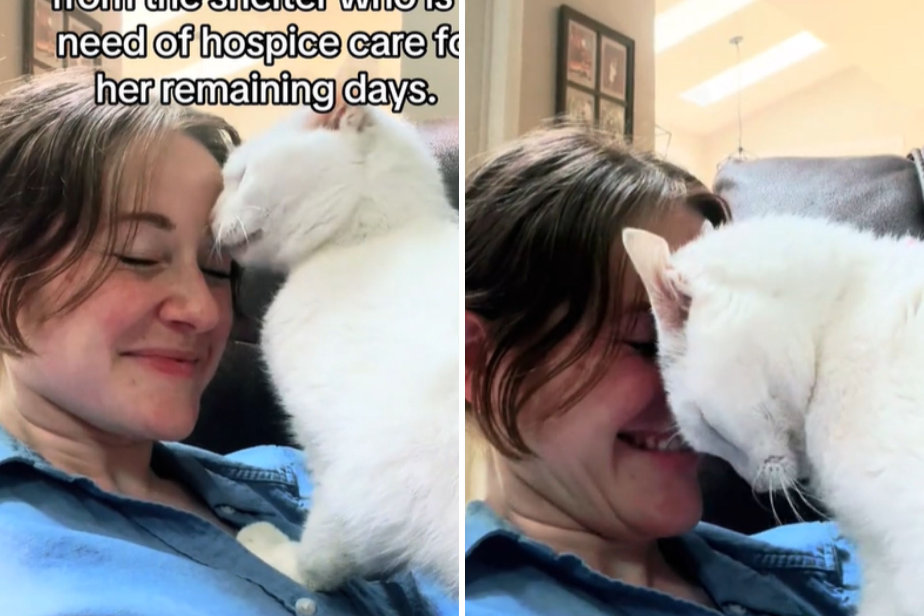 Woman adopts 20-year-old cat who needs hospice care – and receives the sweetest thanks