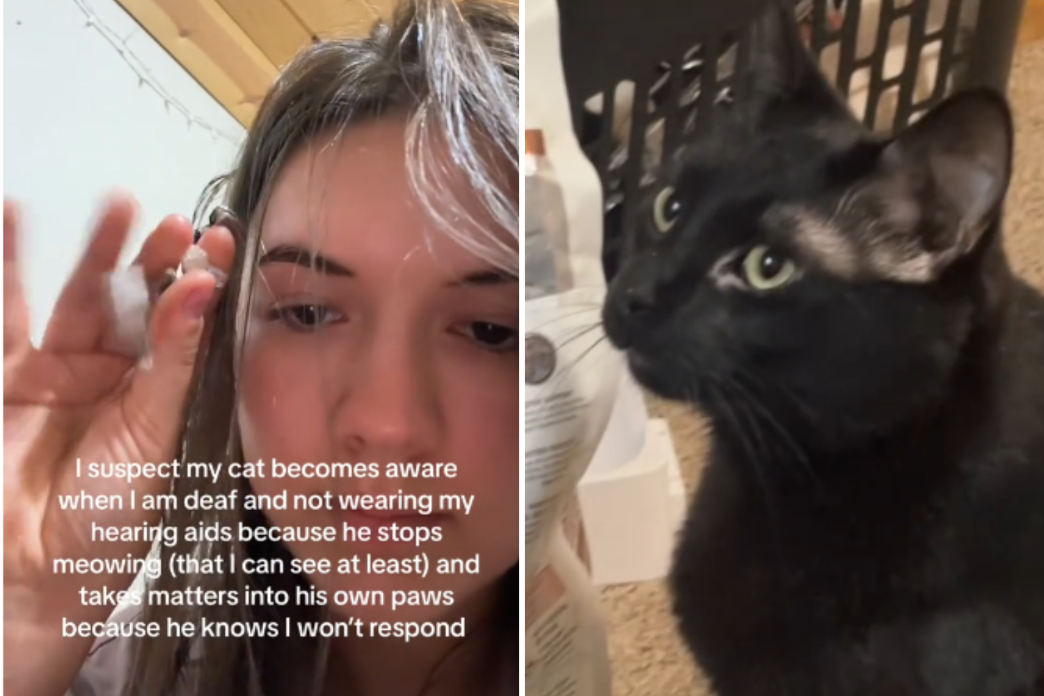 Cat Takes Charge When Owner Takes Off Hearing Aids!