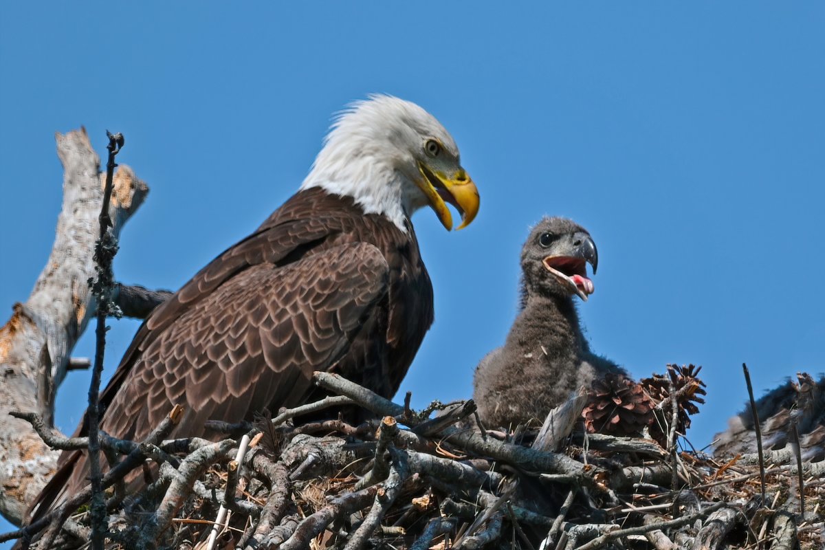 Bald eagles in a nest