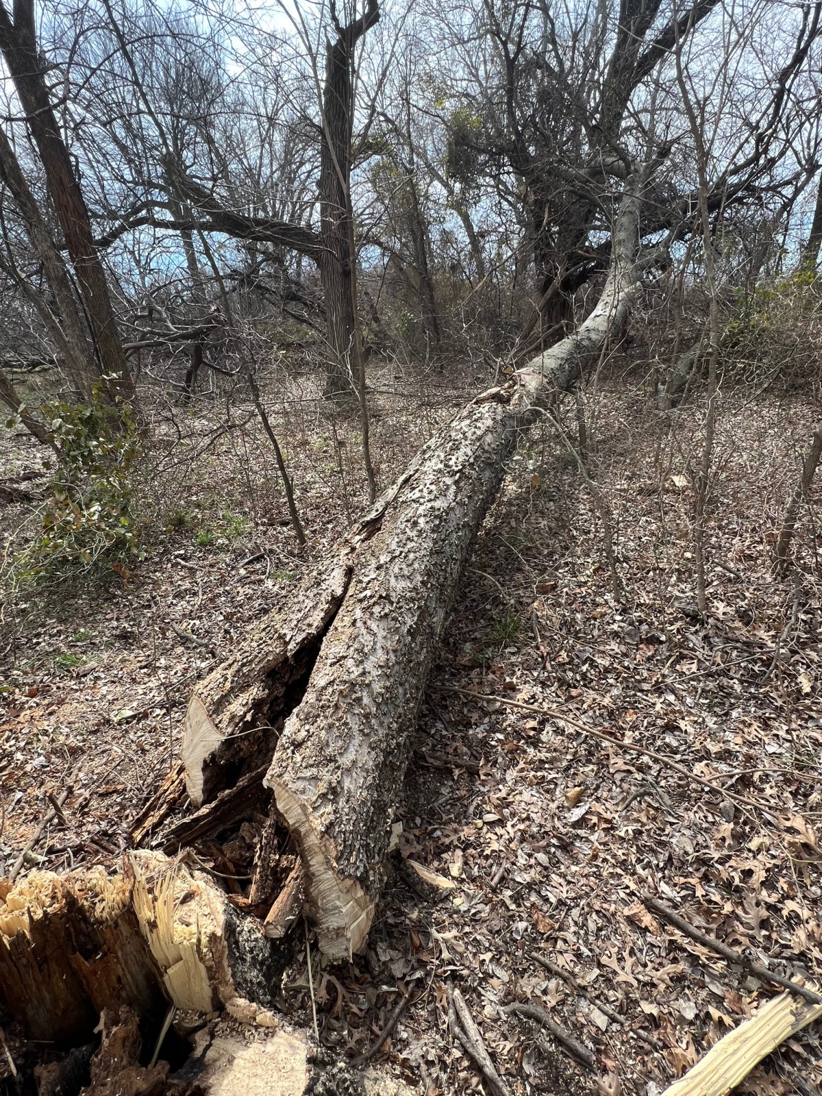 Destroyed bald eagle nest