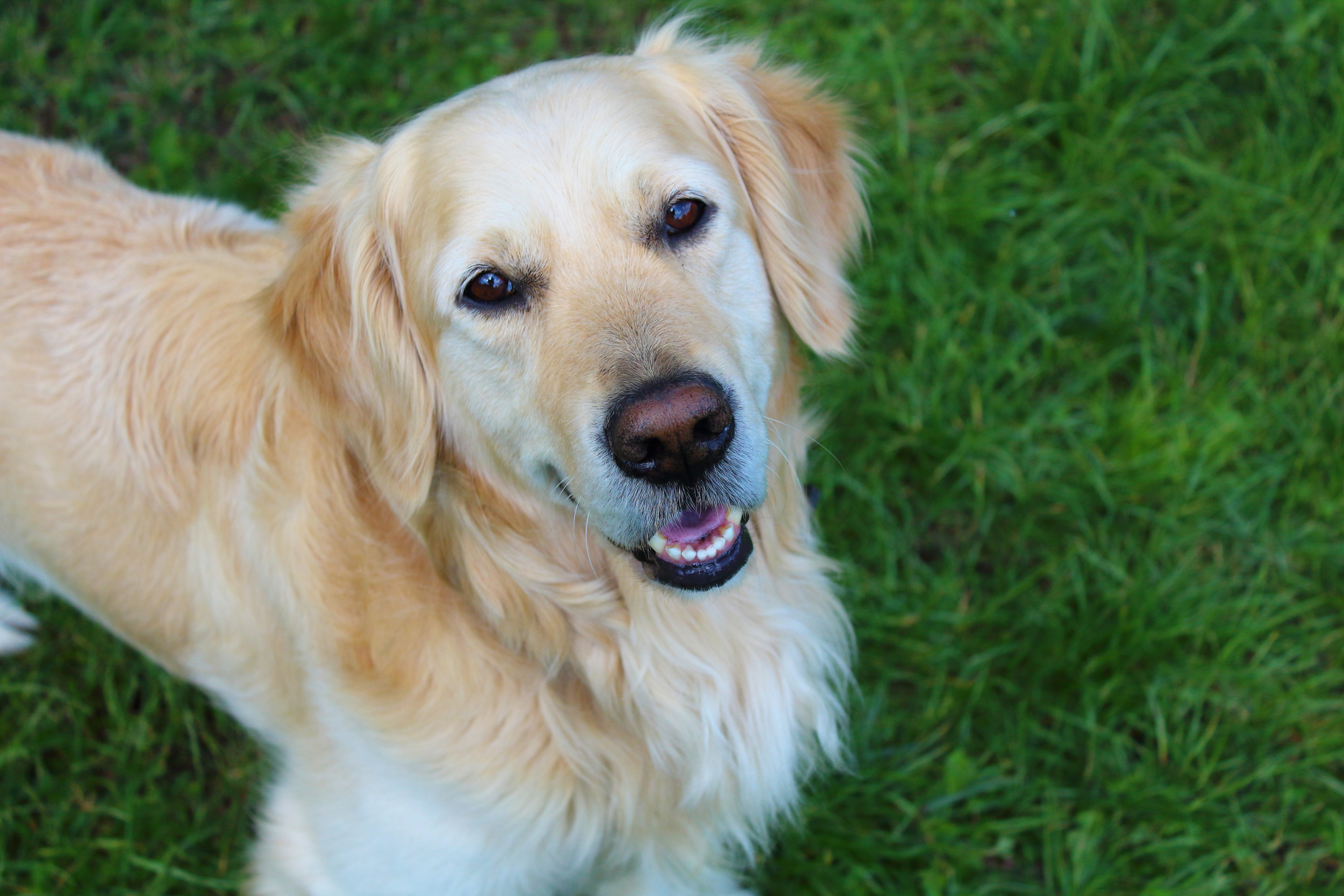 The Heartwarming Discovery of a Golden Retriever in Her Backyard