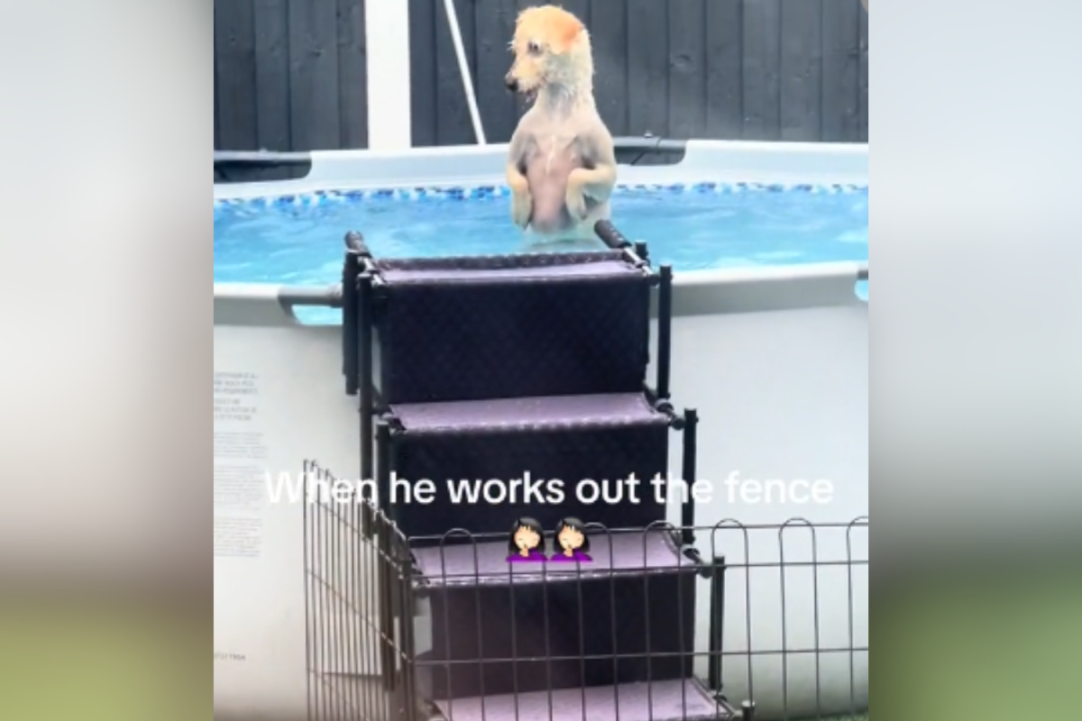 Dog in pool