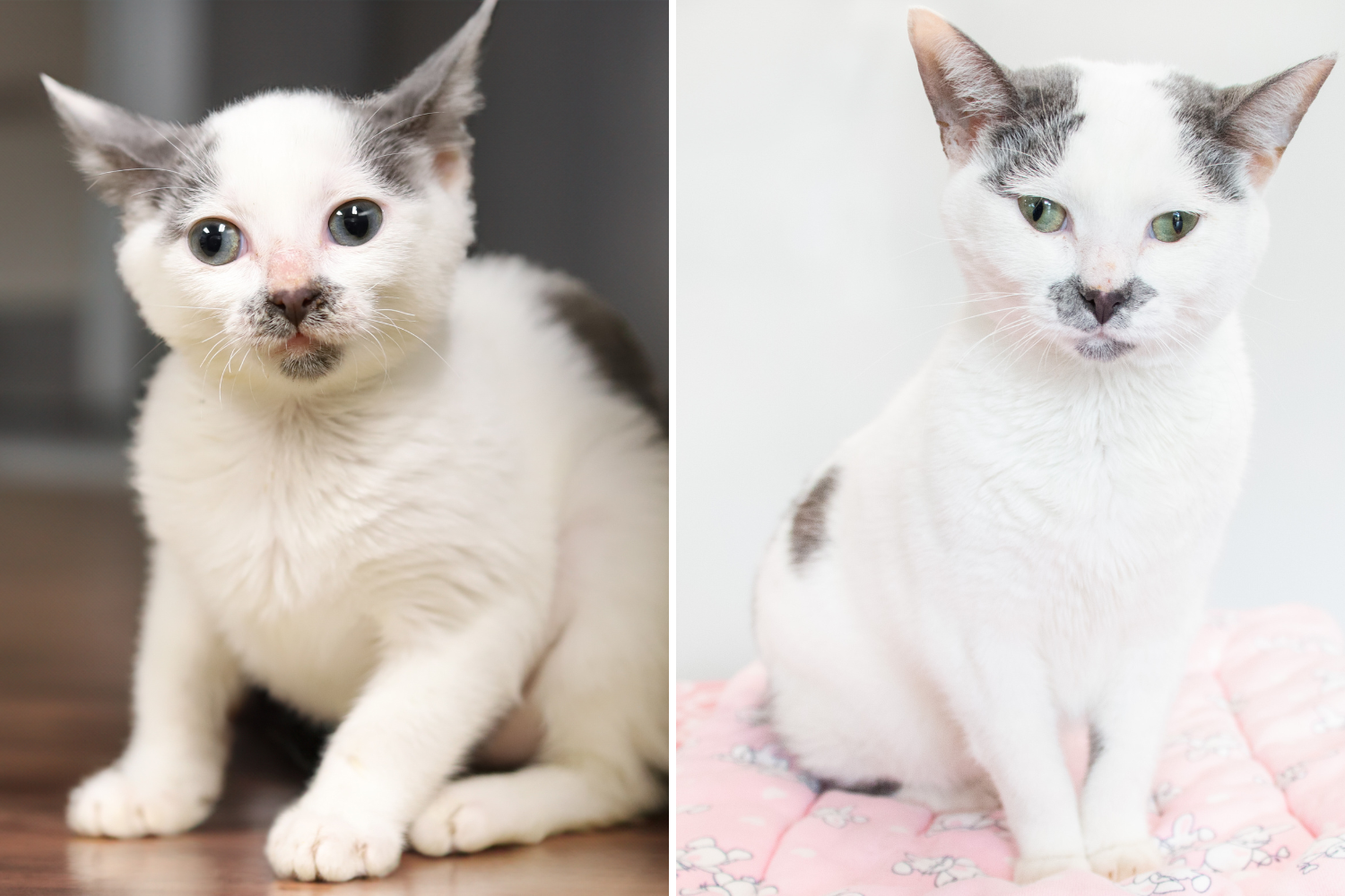 Blind Kitten Found Abandoned at Shelter After Months in a Home