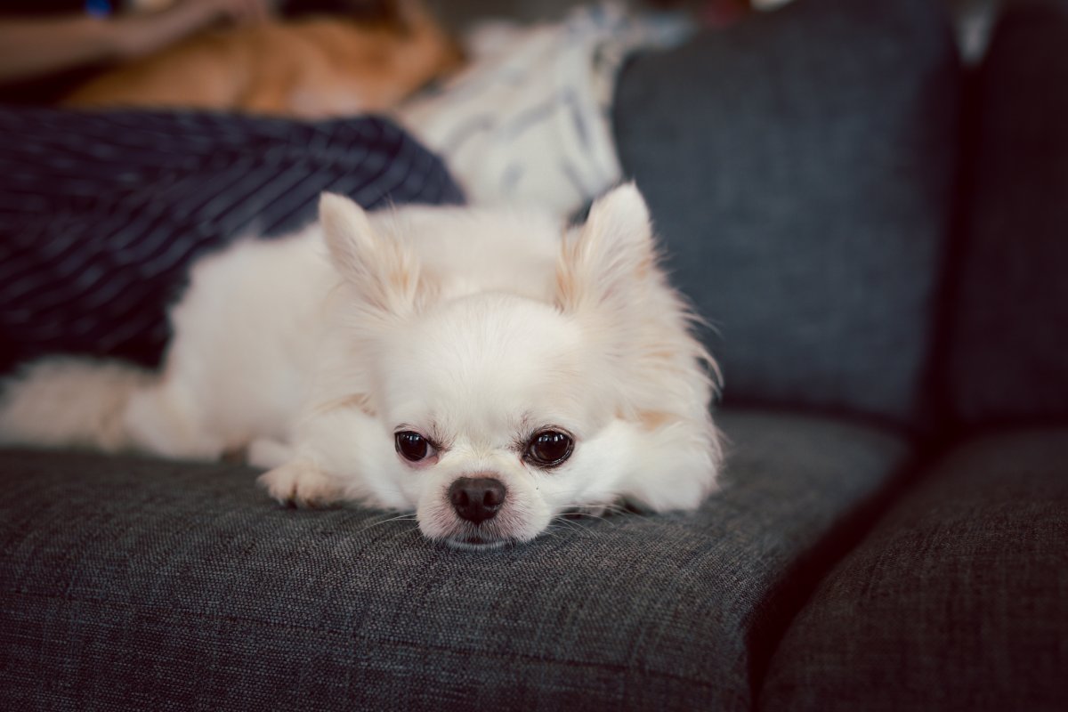 Stock image of chihuahua.