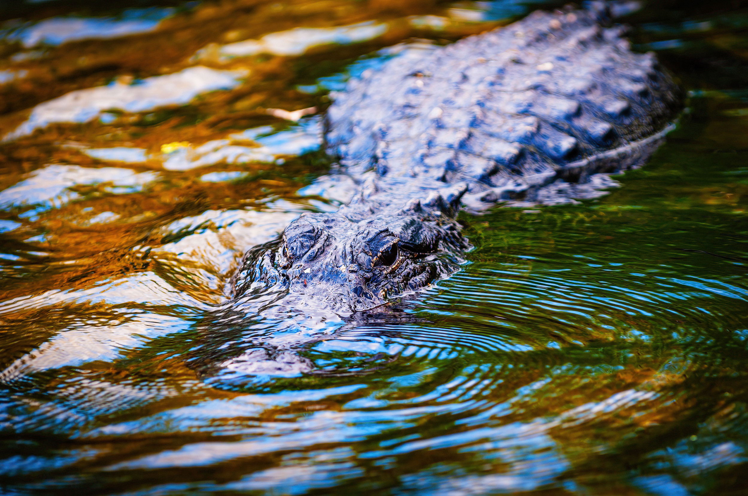 Florida alligator expert reveals the ‘water test’ to determine if one is nearby