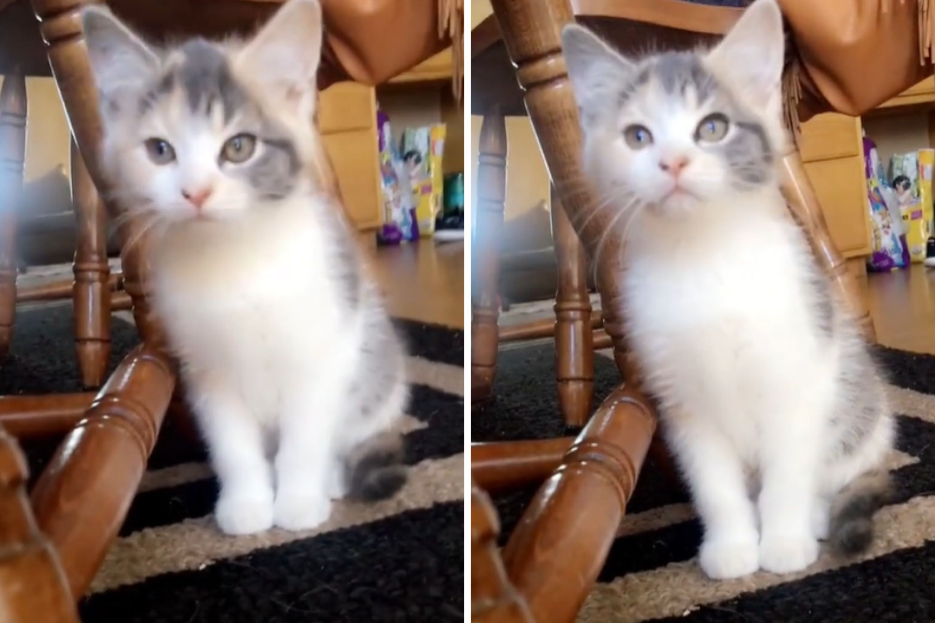 From Underdog to Superstar: The Unexpected Transformation of a ‘Runt’ Kitten