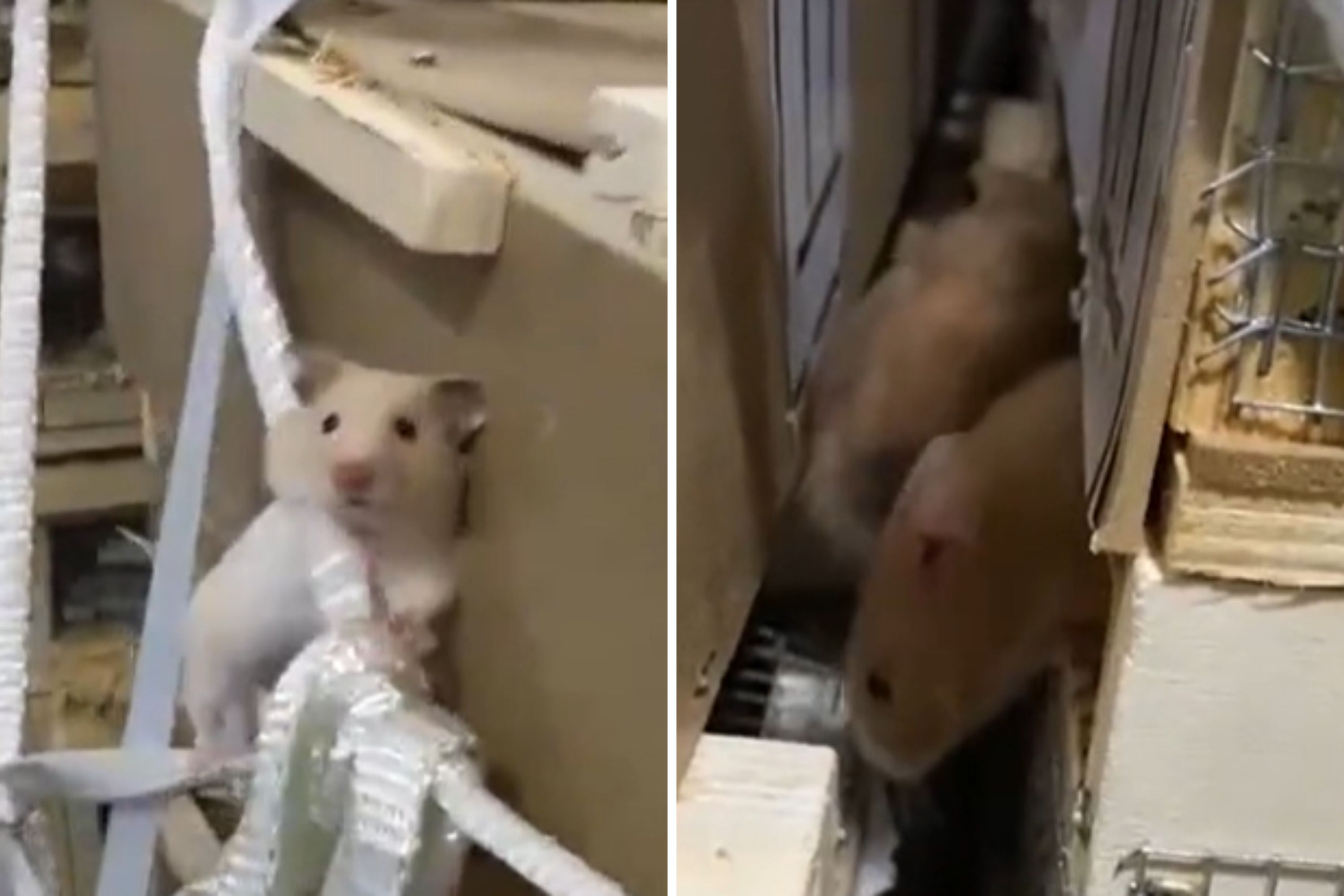 Flight grounded as hundreds of hamsters escape from the cargo hold – “Prison Break”