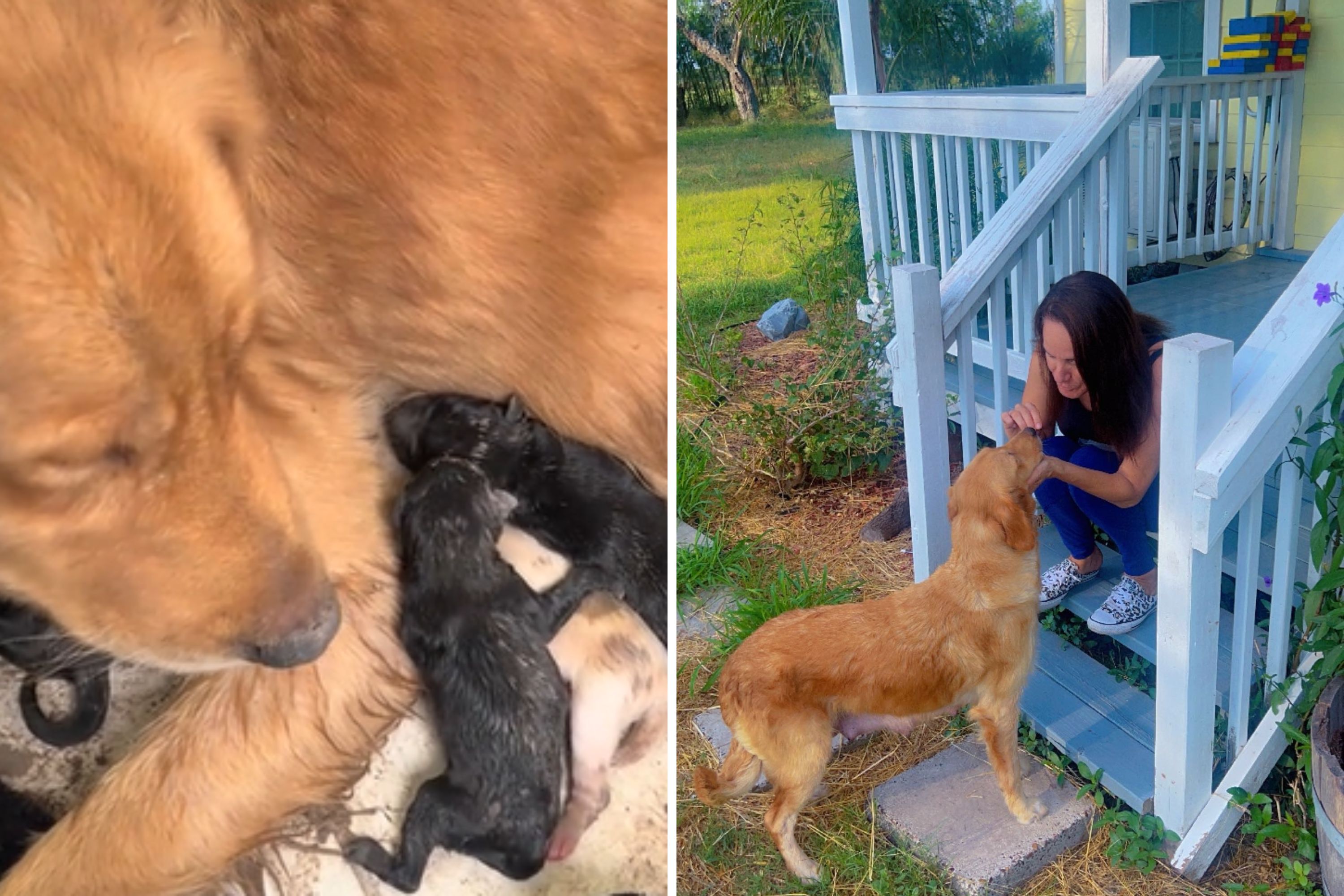 Heroic Woman Rescues Golden Retriever Puppies After Their Mother Is Abandoned Under a House