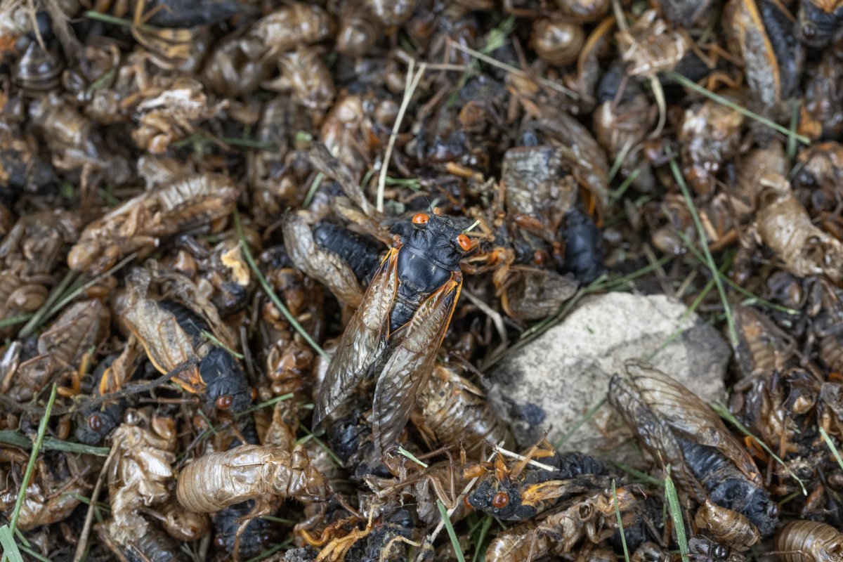 Cicadas Emerge From Ground In Illinois
