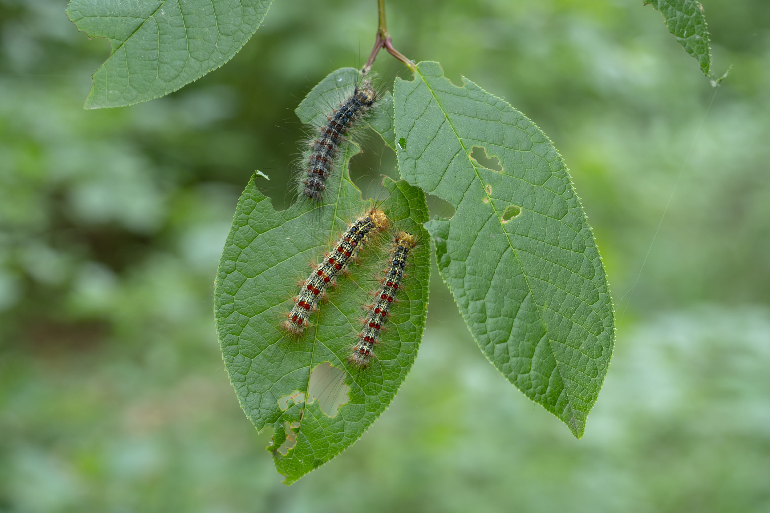 Insect invasion causes trees in the US to attack native species