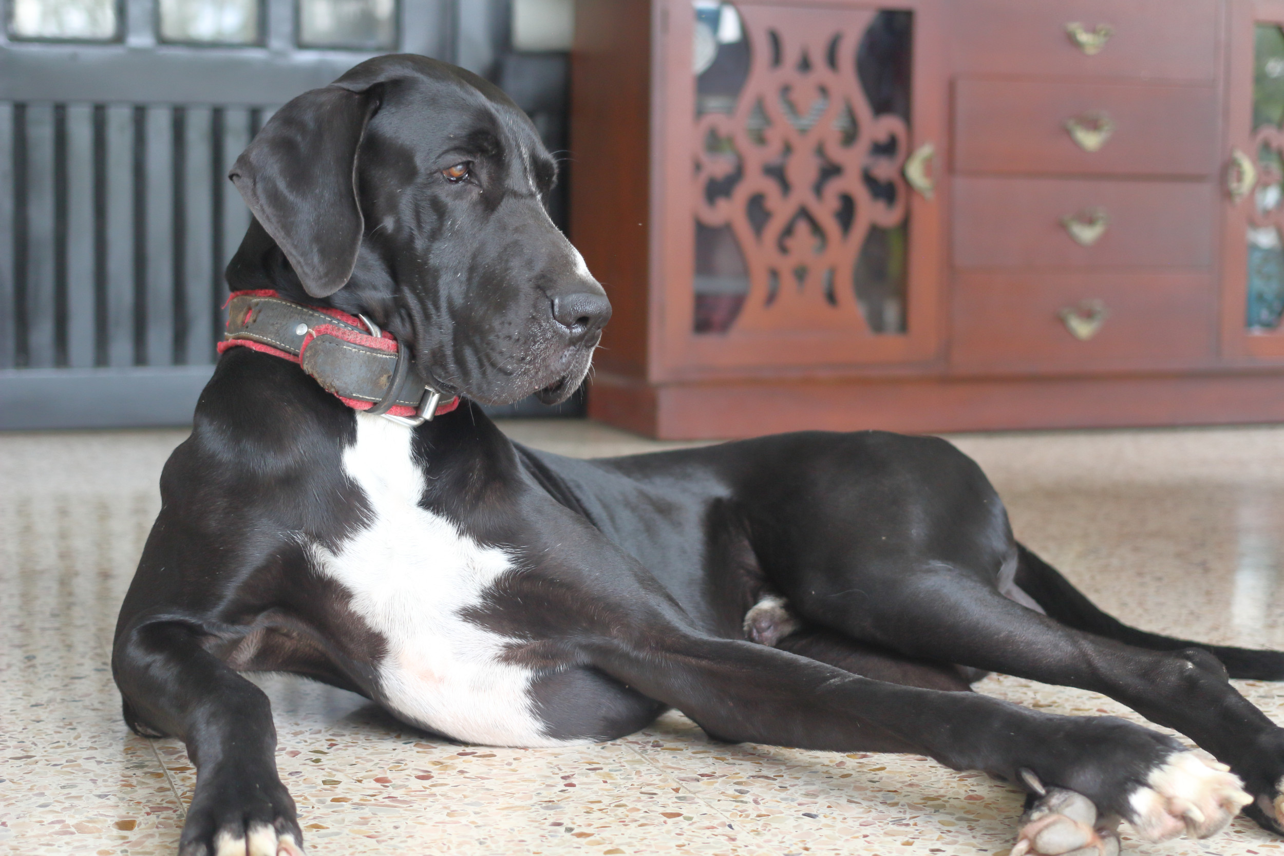 Tears as rescued Great Dane finally leaves the room with the help of a new dog friend