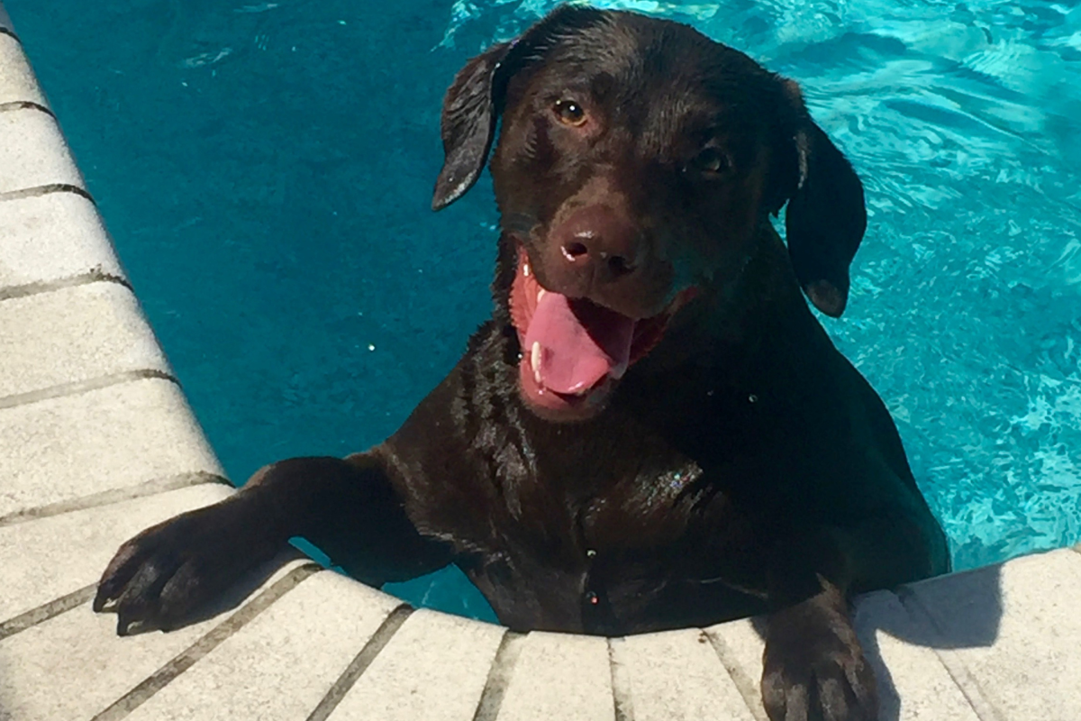 Stock image of labrador in pool.