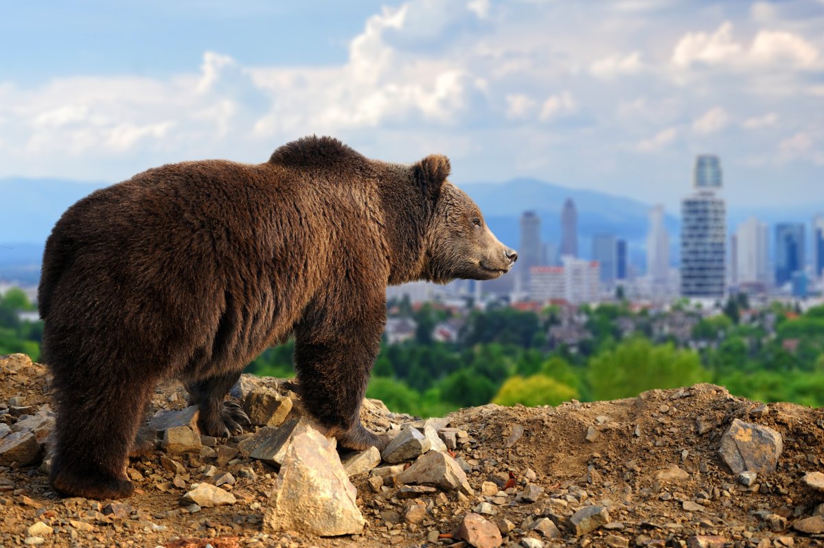 bear in city