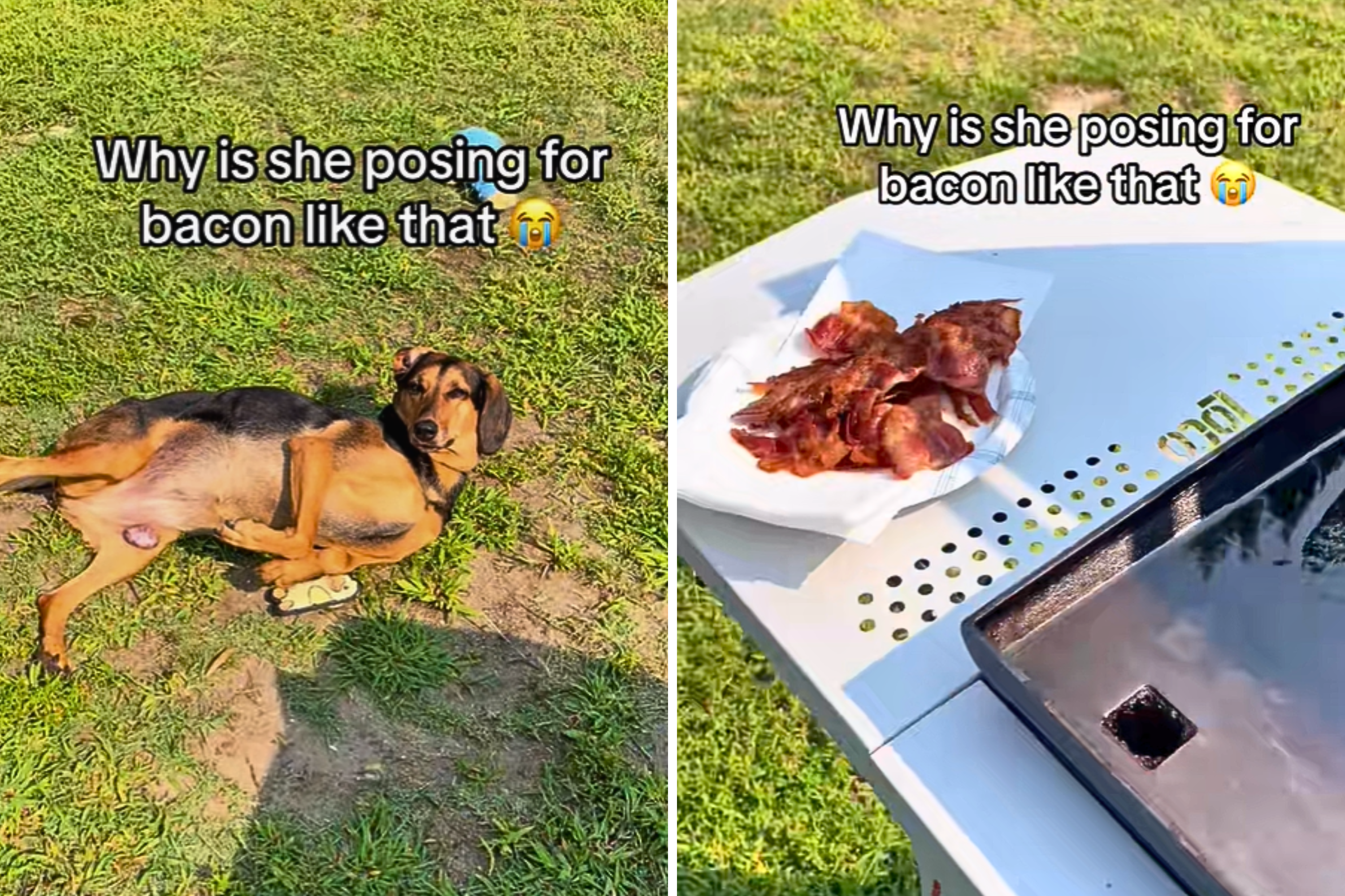 Woman turns on grill – “I can’t stop laughing” when her dog decides to beg for food