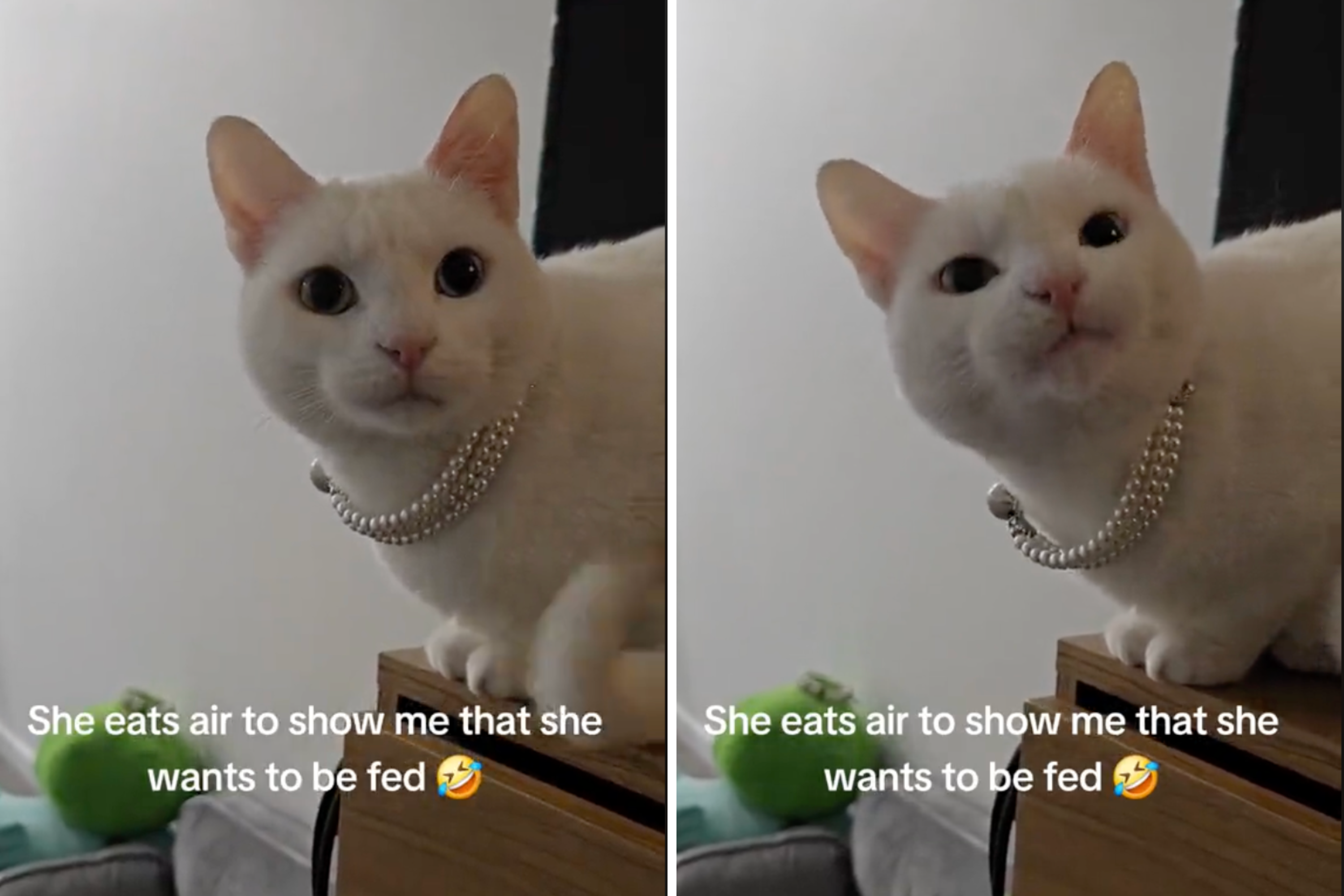 Watch a cat tell its owner in a “smart” way that it is hungry